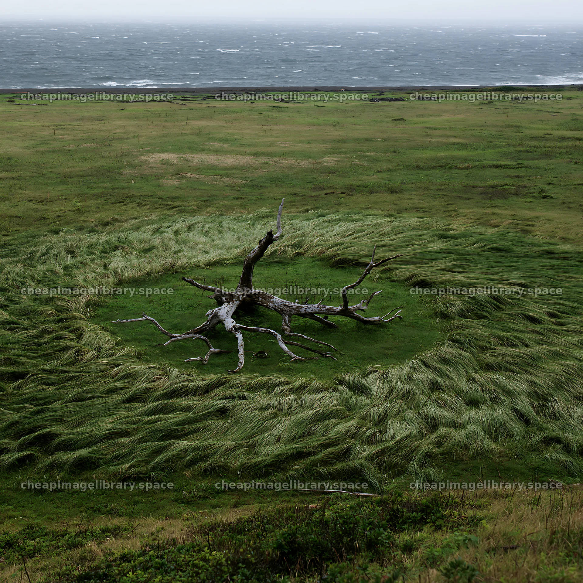 Ishikawa coastal meadow with storm washed driftwood – image library 7938x7938