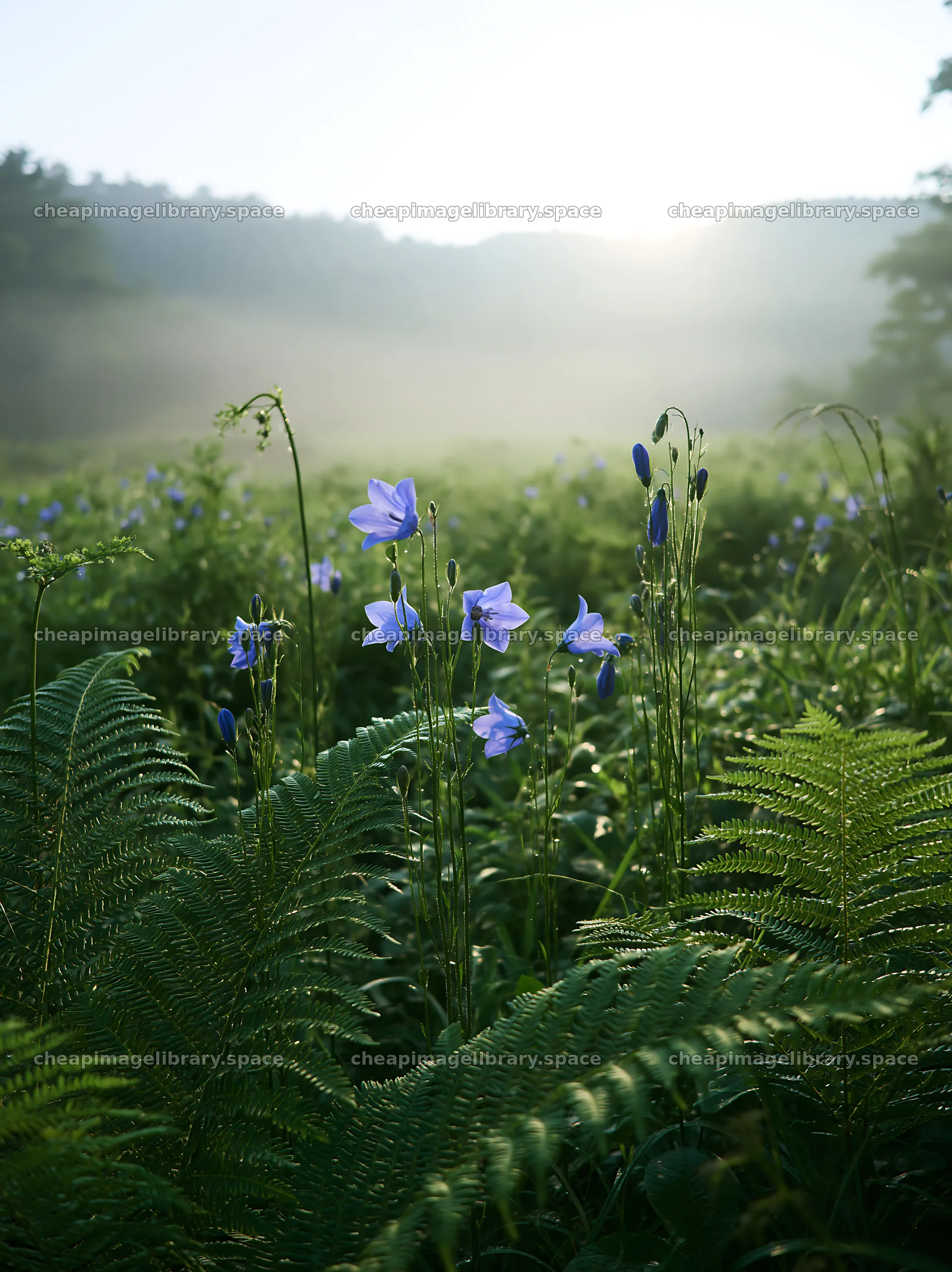 Nara summer meadow with fern and blue flowers at sunrise – image library 6866x9174