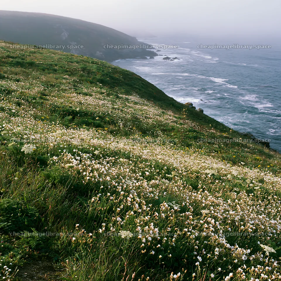 Meadow flowers along the Atlantic coast in Portugal – image library 7938x7938