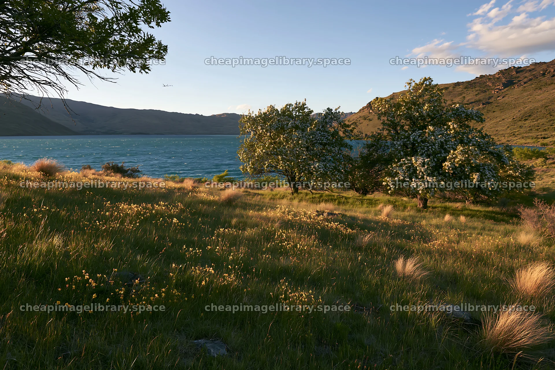 Lakeshore apple meadow with trees near water at sunset – image library 9722x6480