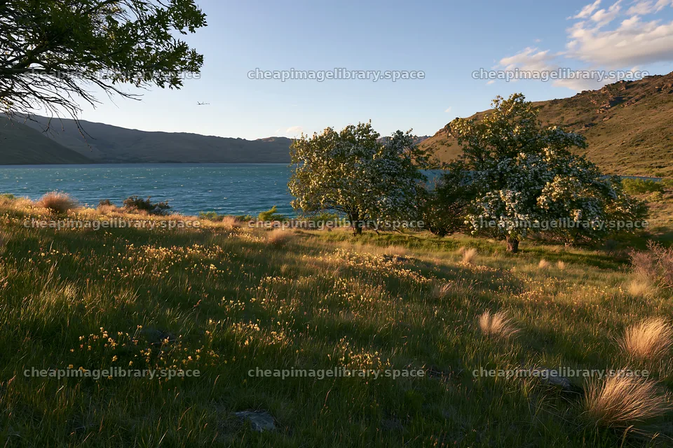 Lakeshore apple meadow with trees near water at sunset – image library 9722x6480