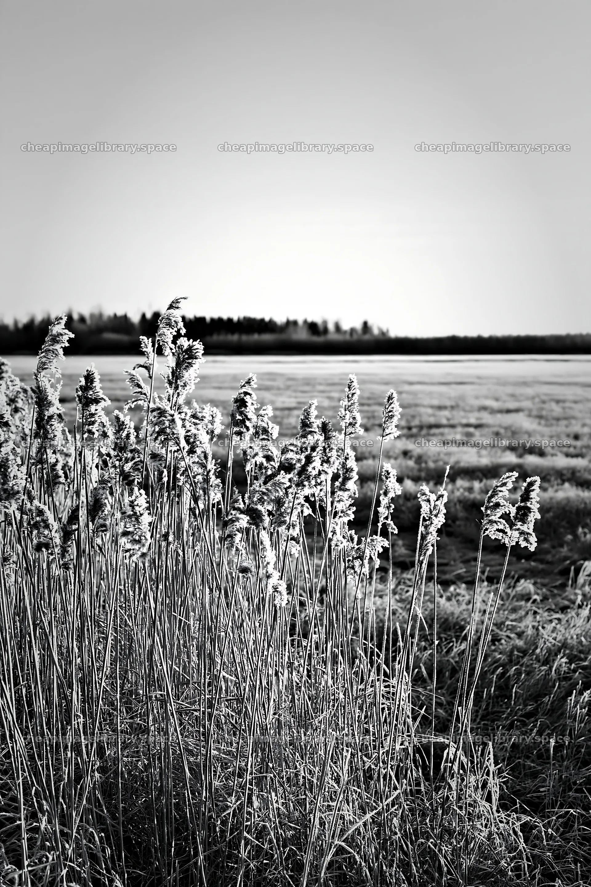 Saga floodplain meadow with reed foreground in black and white – image library 6480x9722
