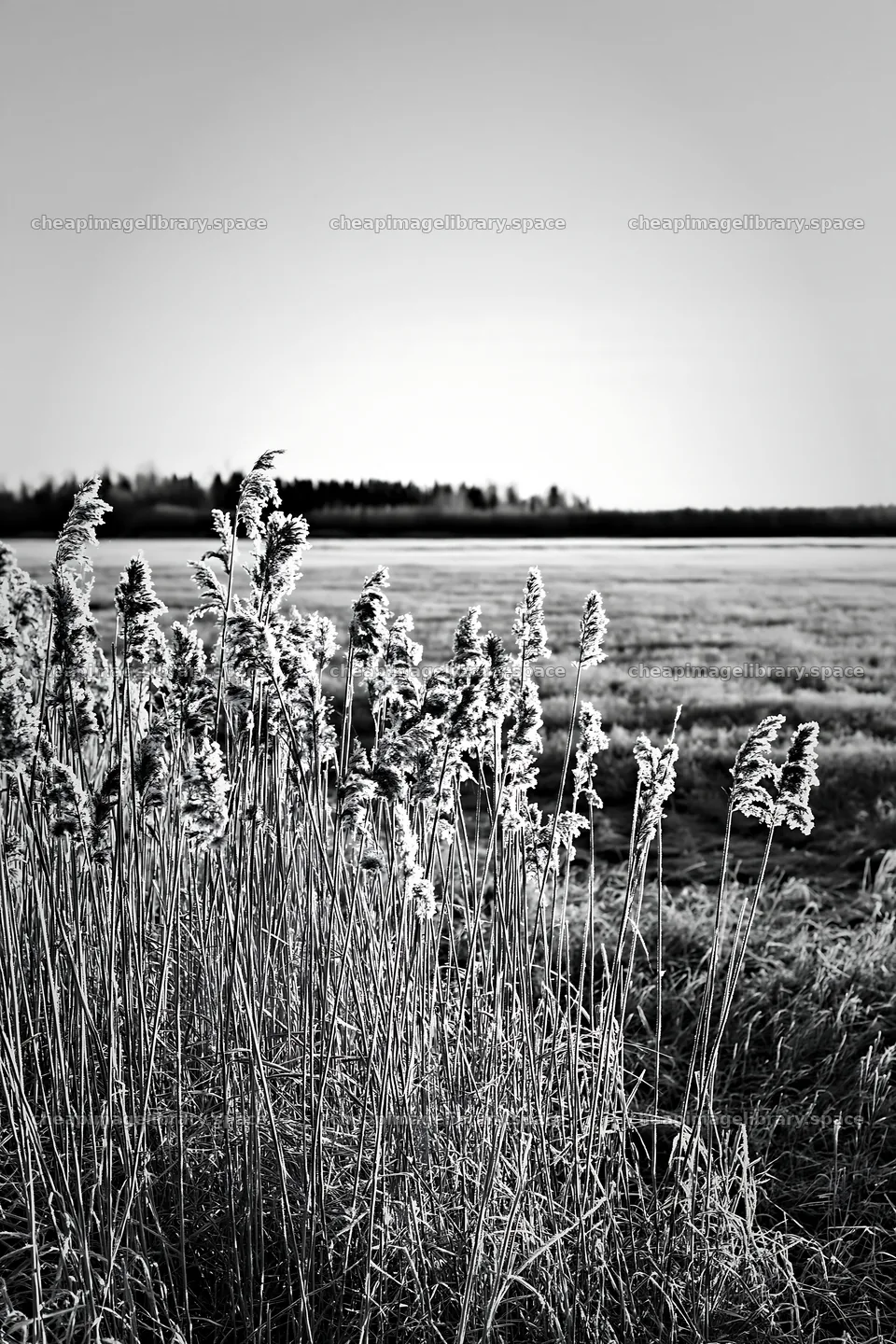 Saga floodplain meadow with reed foreground in black and white – image library 6480x9722