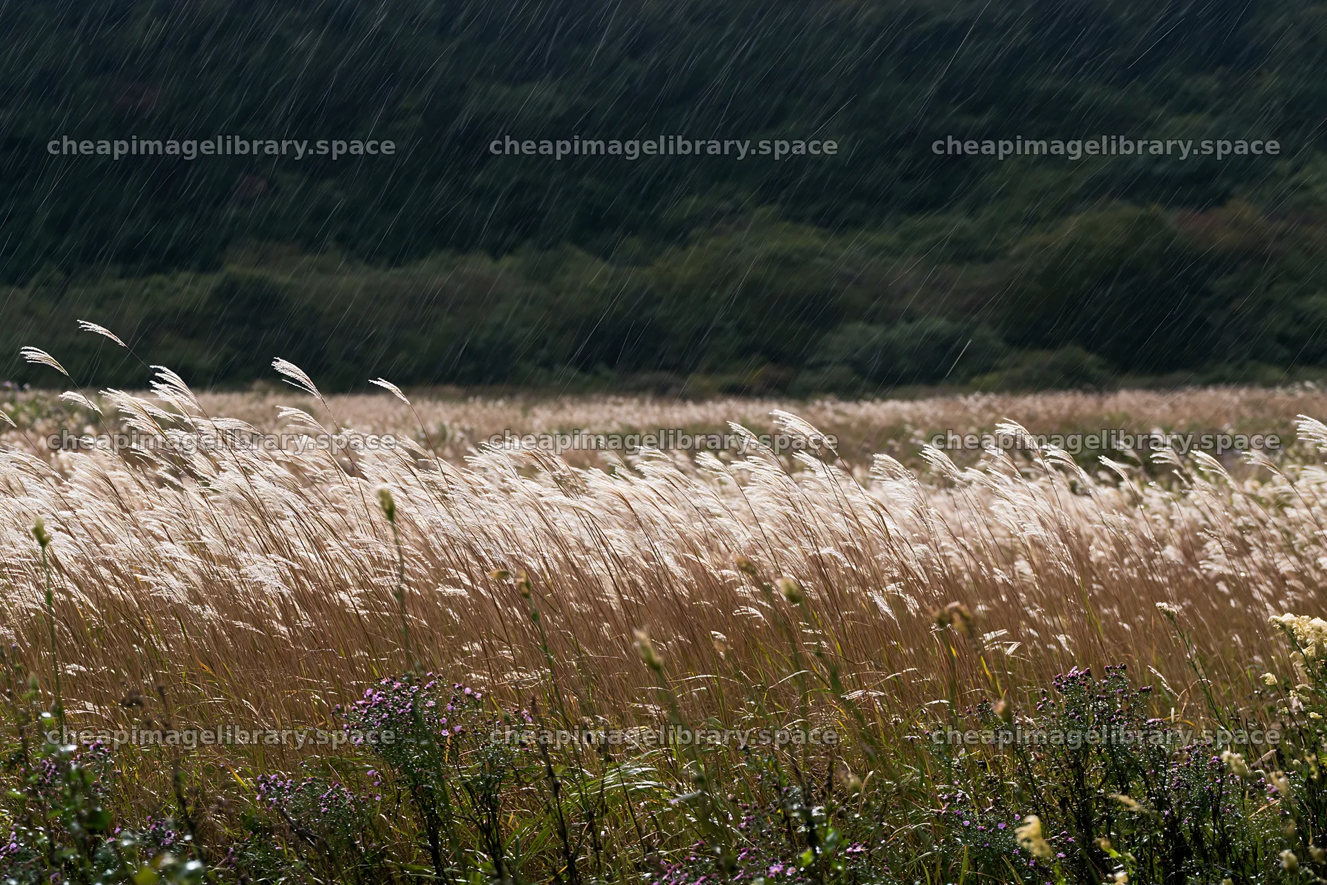 Fresh meadow seedheads in Iwate during rain – image library 9722x6480