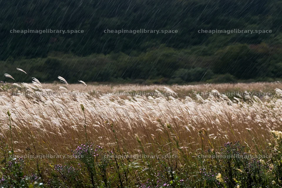 Fresh meadow seedheads in Iwate during rain – image library 9722x6480