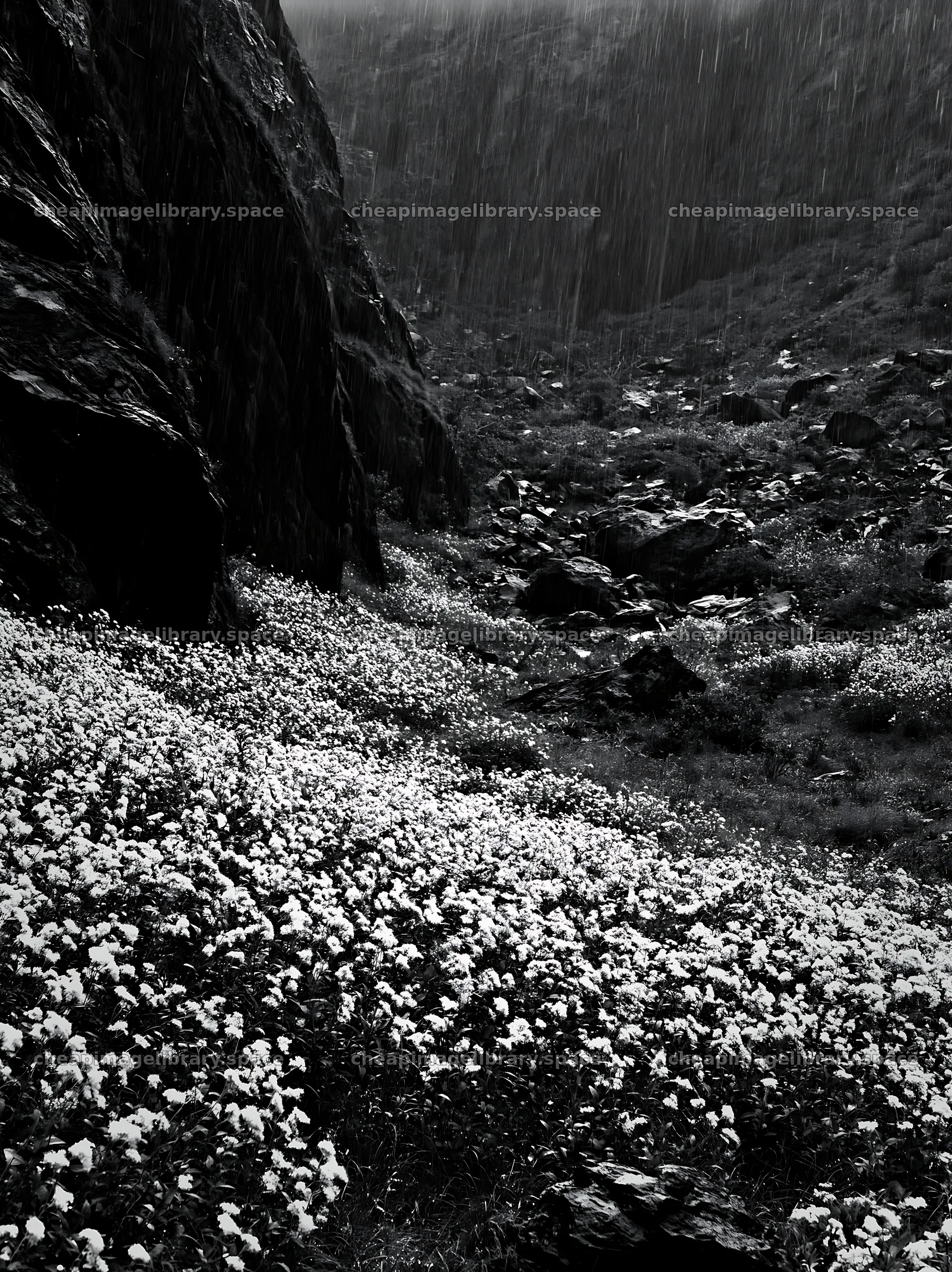 Rainy valley meadow with flowers and rocky landscape – image library 6866x9174