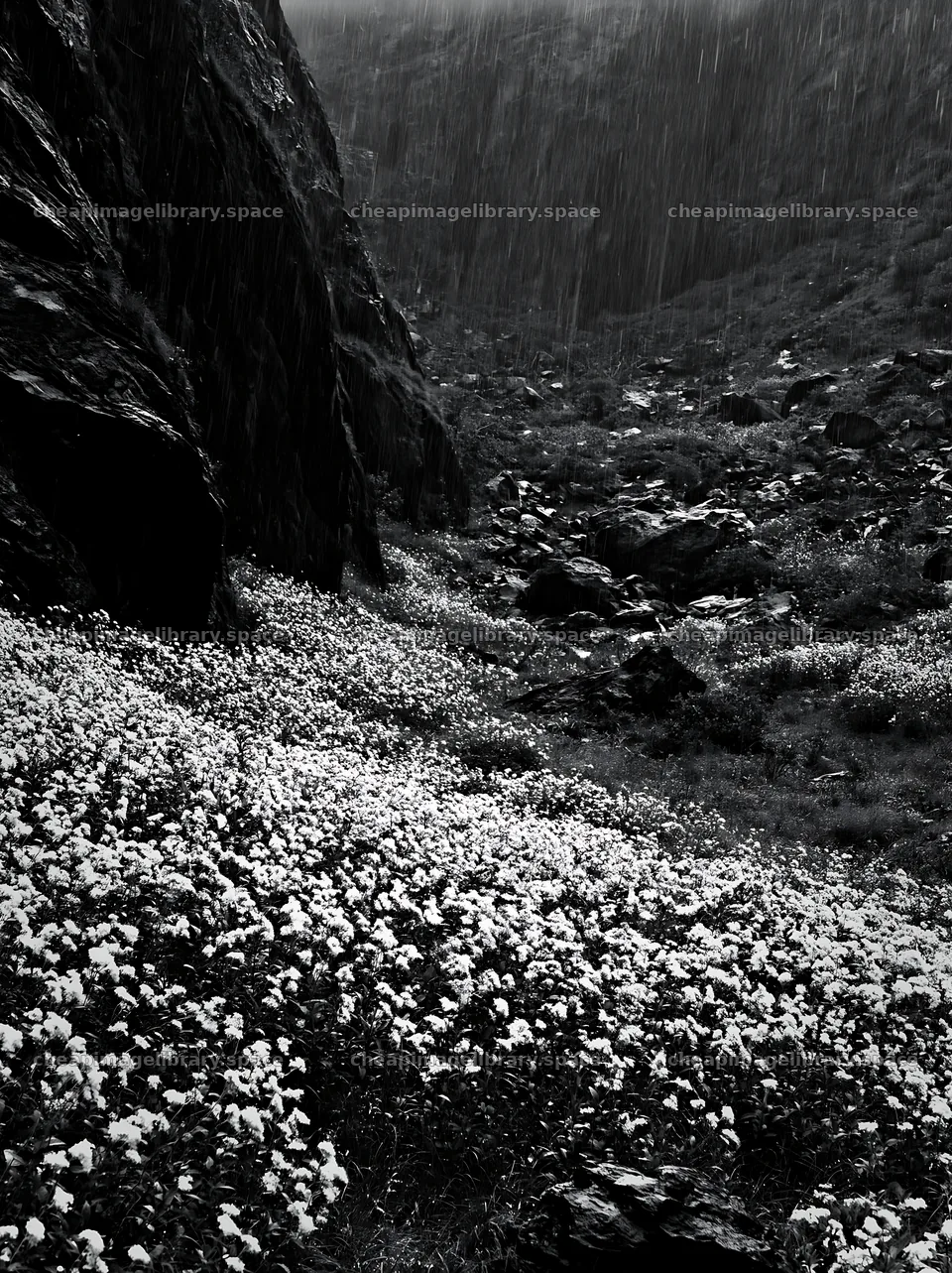 Rainy valley meadow with flowers and rocky landscape – image library 6866x9174