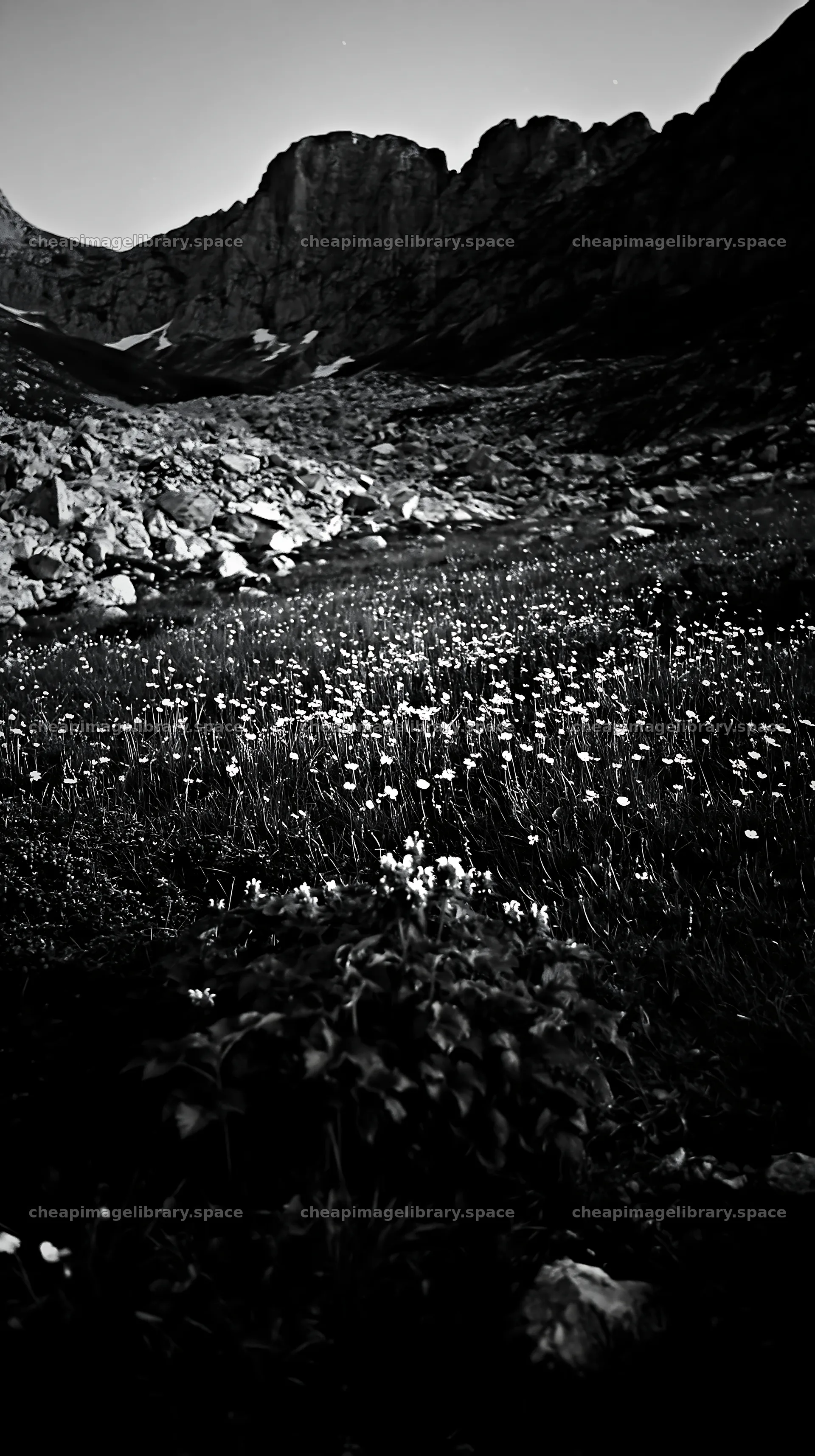 Night-blooming meadow illuminated by moonlight in the mountains – image library 5938x10608