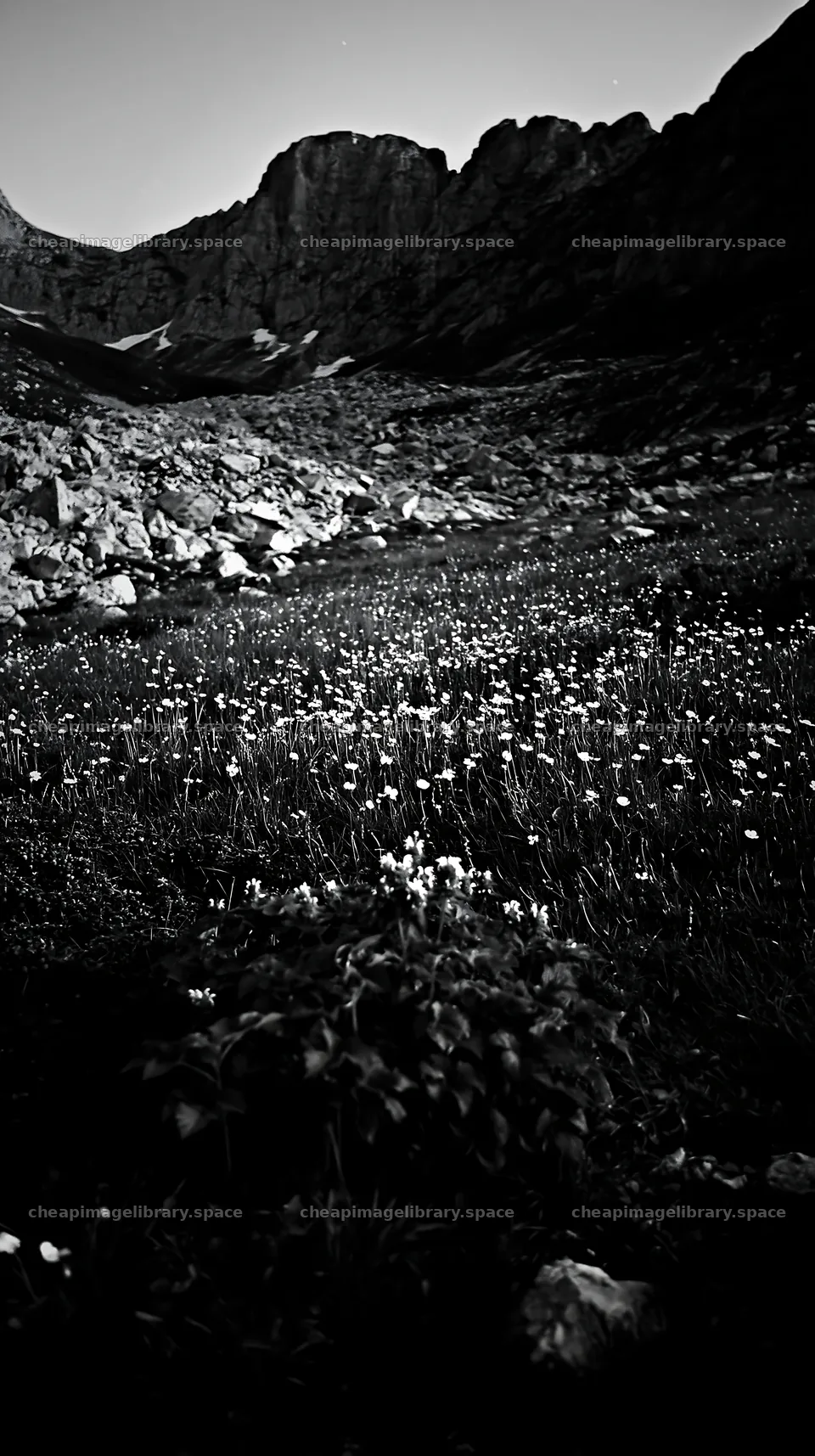 Night-blooming meadow illuminated by moonlight in the mountains – image library 5938x10608