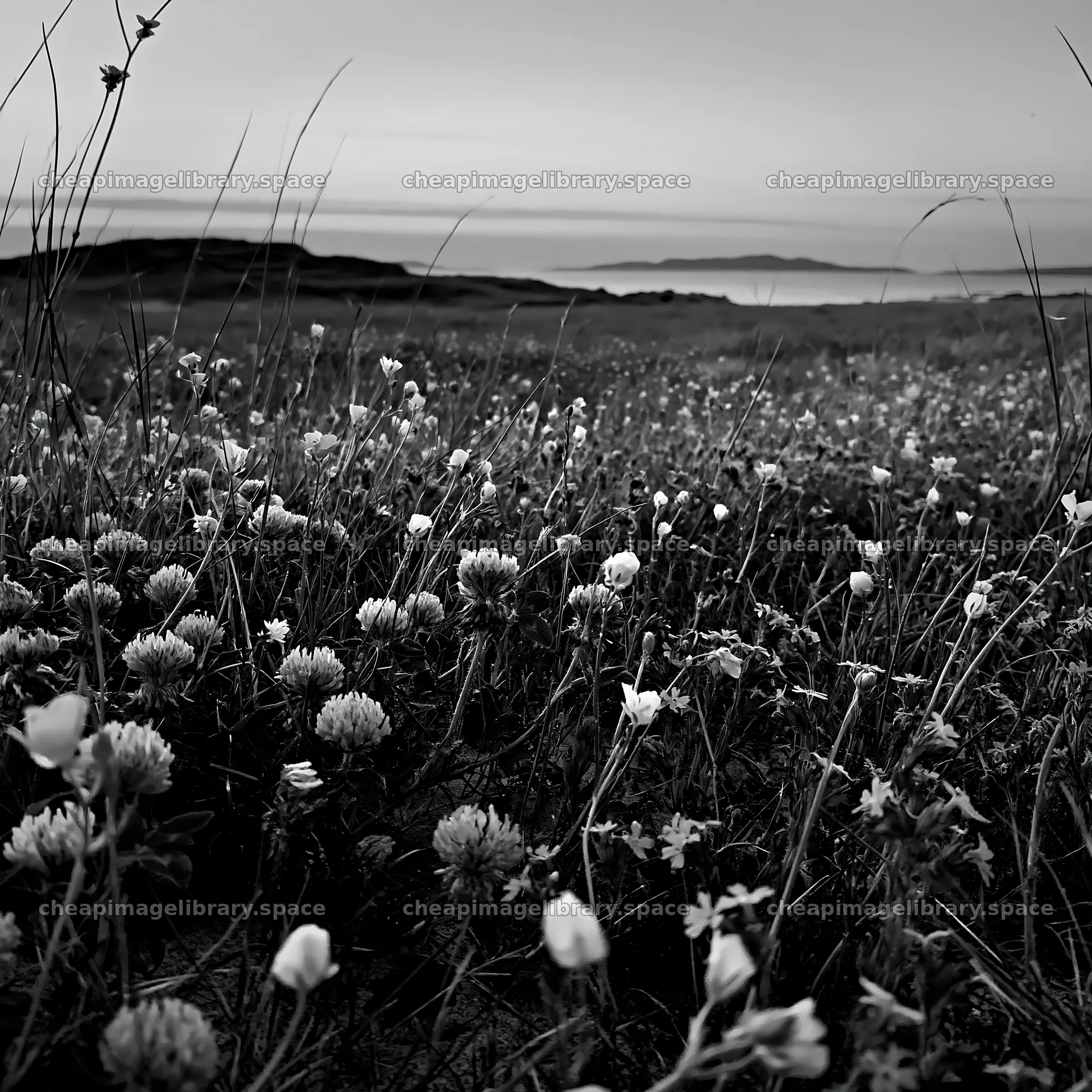 Regenerative meadow with wildflowers and grass in black and white – image library 7938x7938