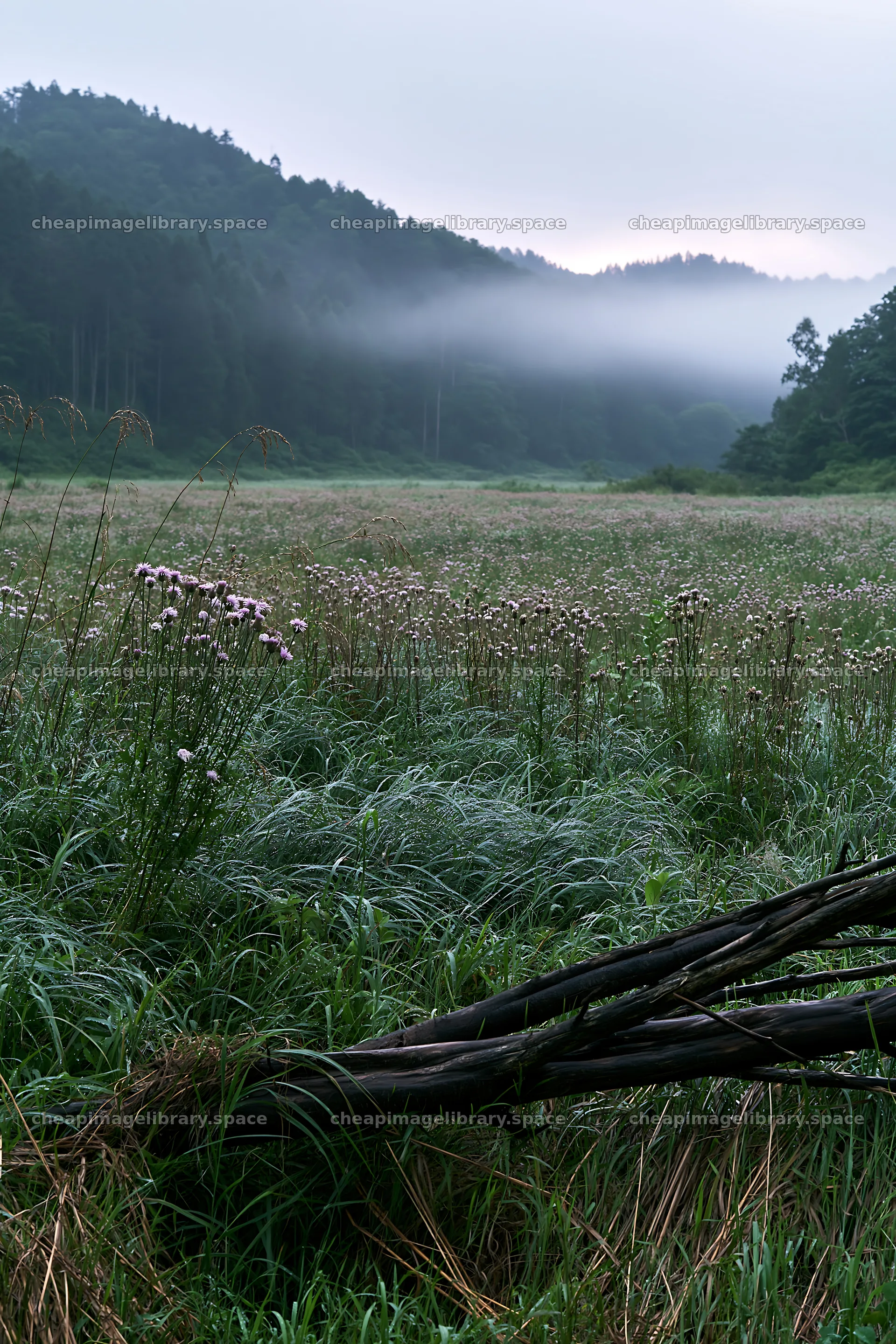 Yamagata rewilded meadow fallen branch foreground near the mountains – image library 6480x9722