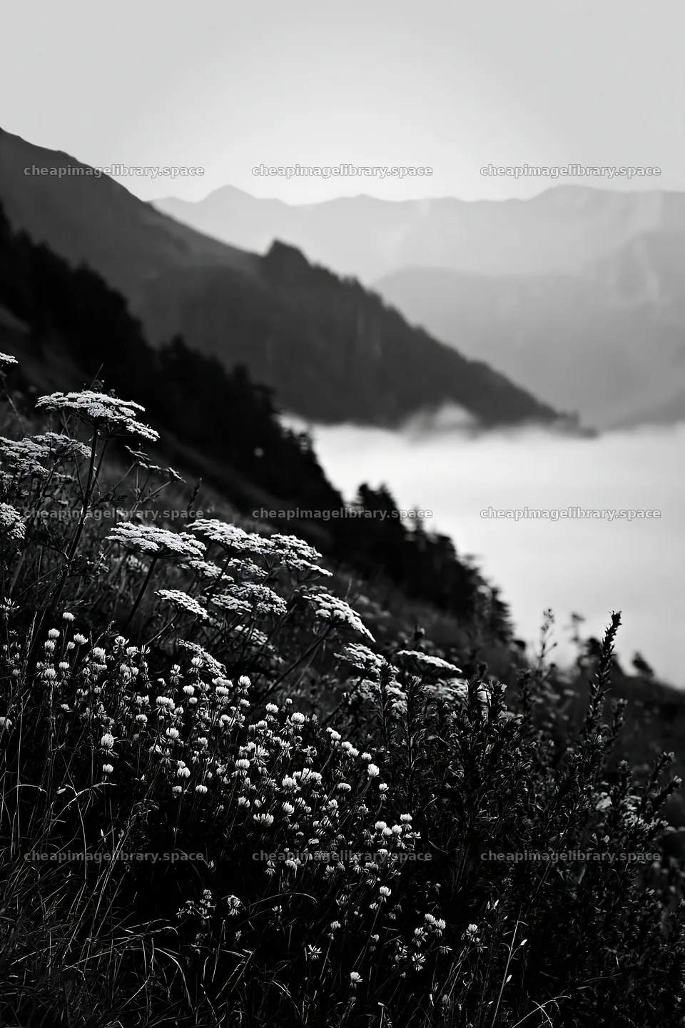 Clover speedwell meadow with mountains in the background – image library 6480x9722
