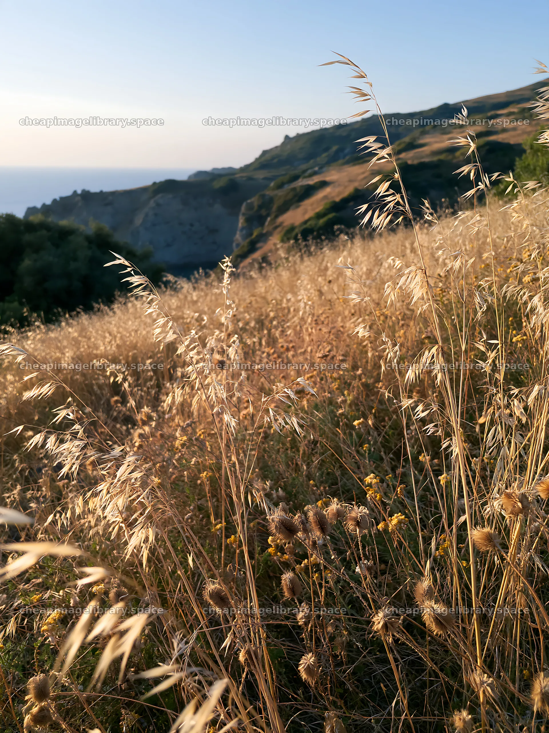 Meadow with seedheads at sunset near a hillside – image library 6866x9174