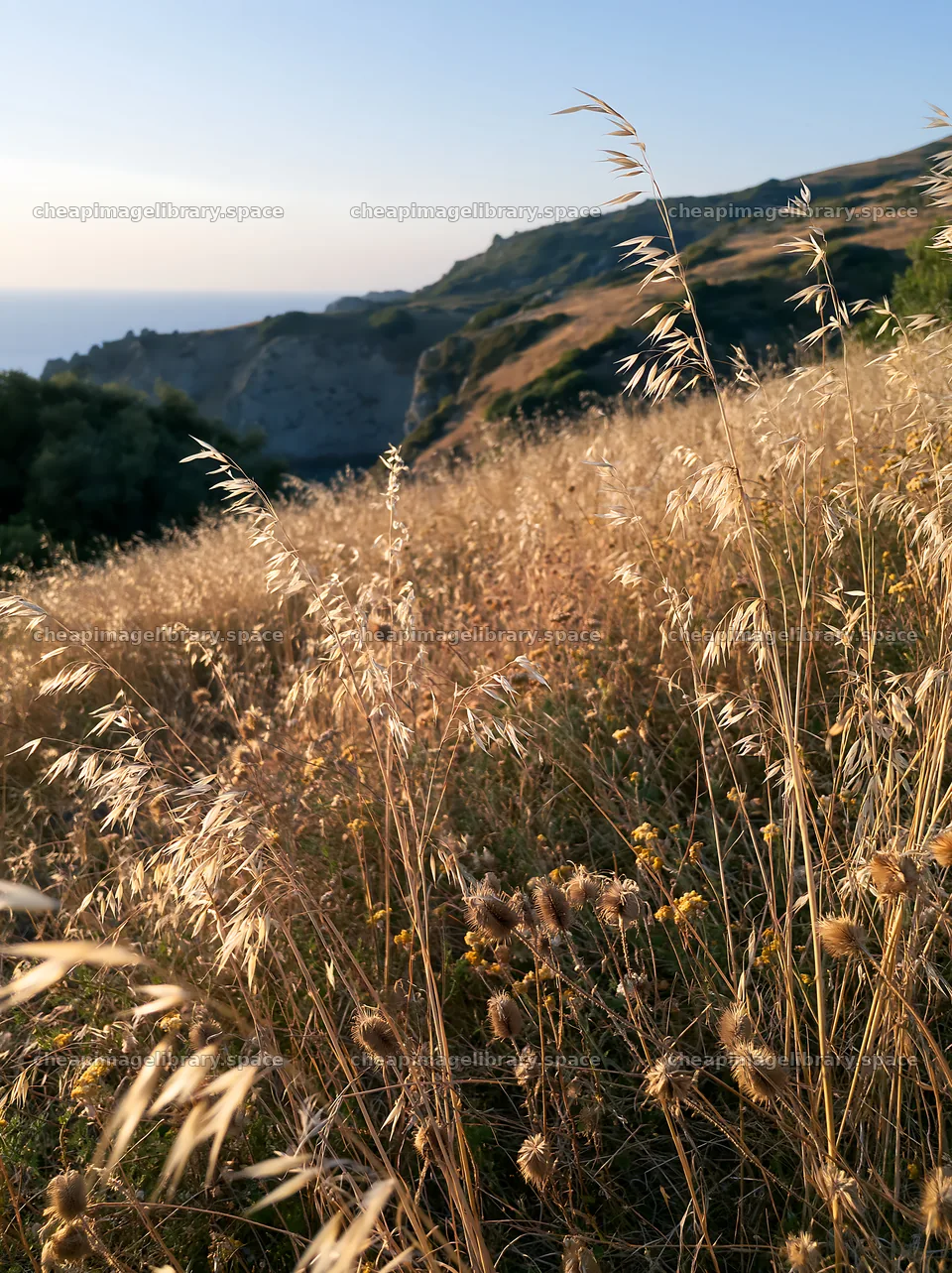 Meadow with seedheads at sunset near a hillside – image library 6866x9174