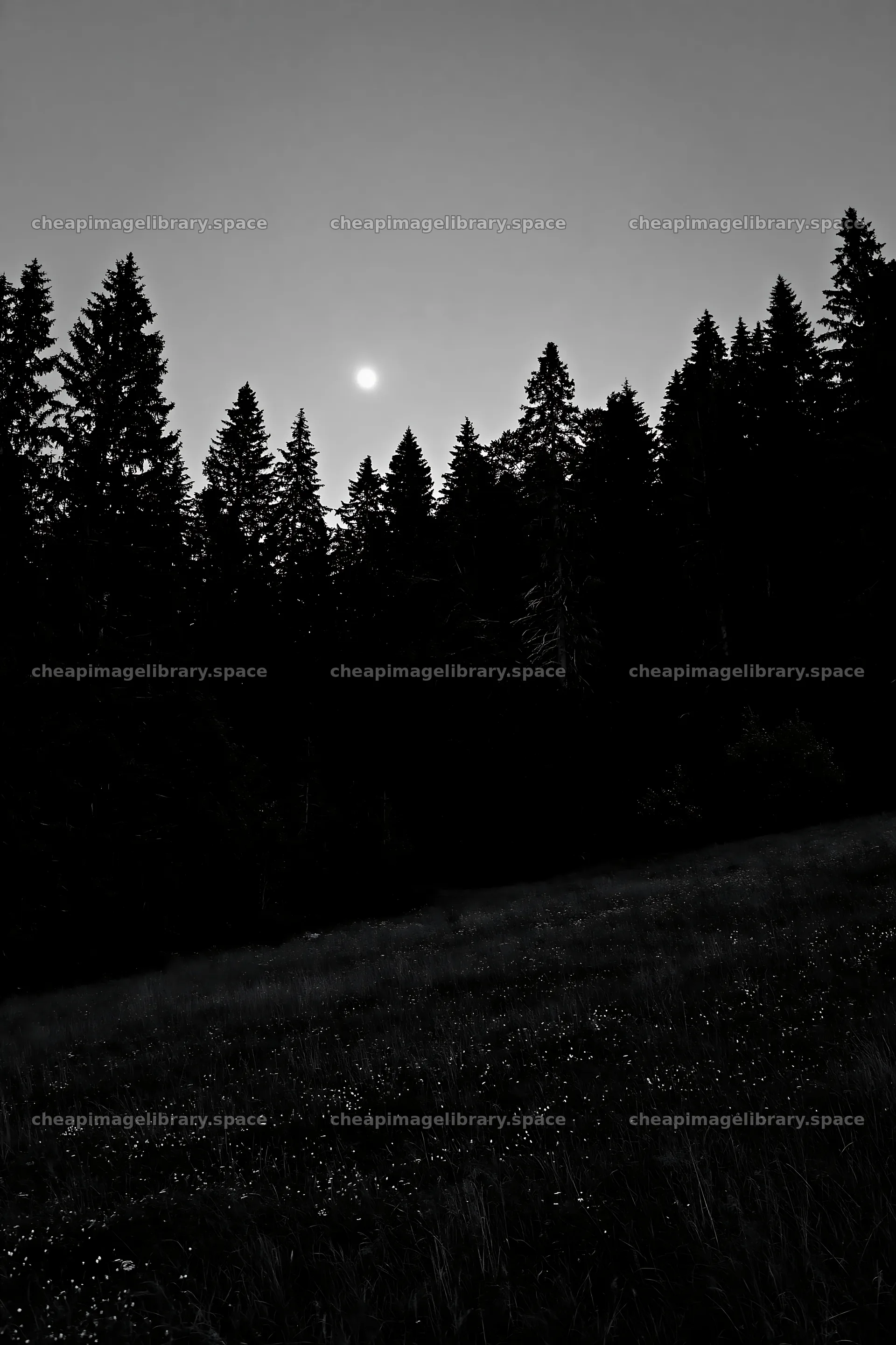 Moonlit meadow with trees and full moon at night – image library 6480x9722