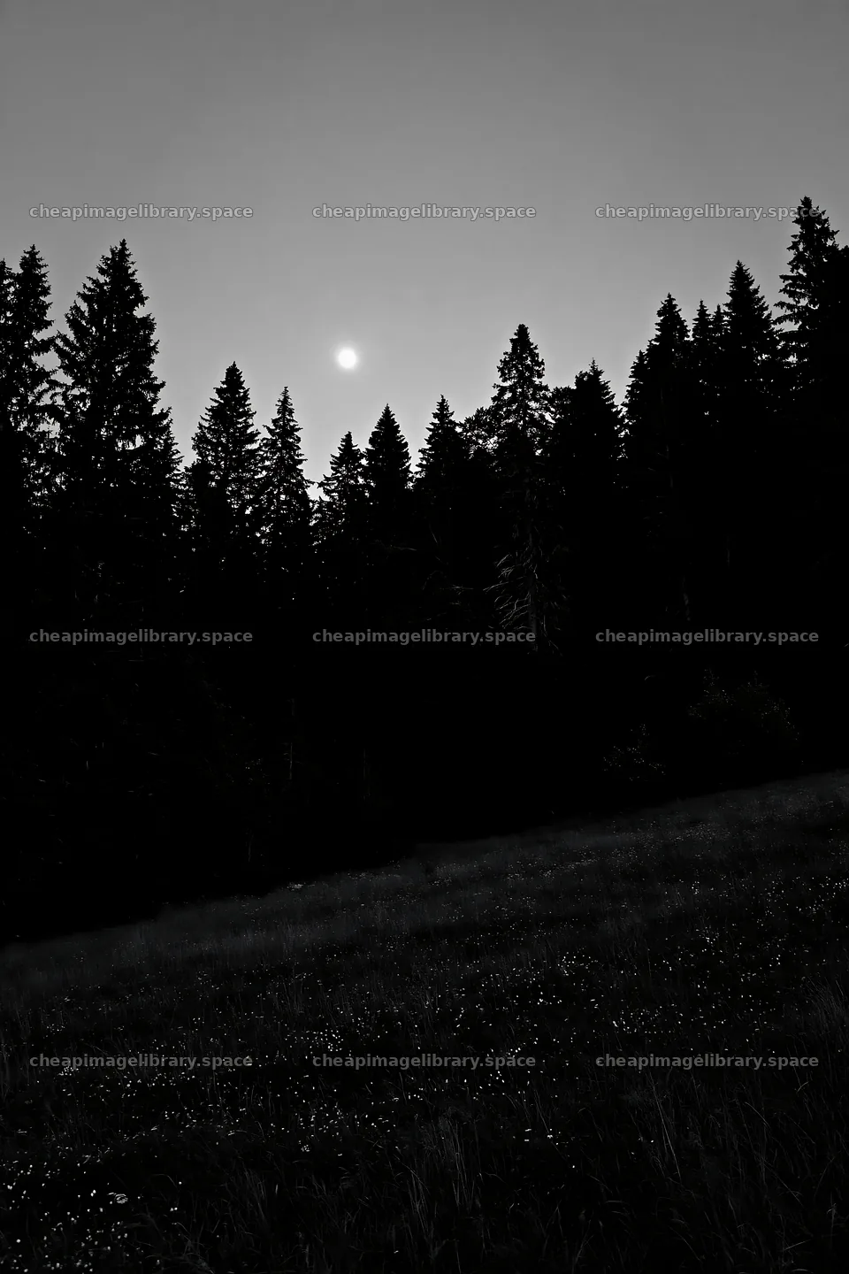 Moonlit meadow with trees and full moon at night – image library 6480x9722