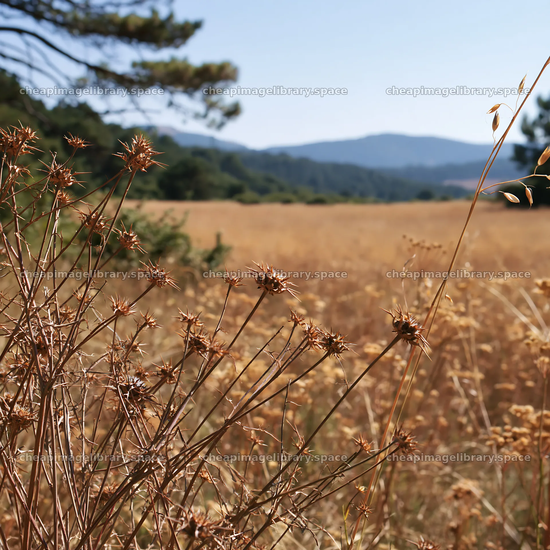 Pine forest meadow with dry plants and distant mountains – image library 7938x7938
