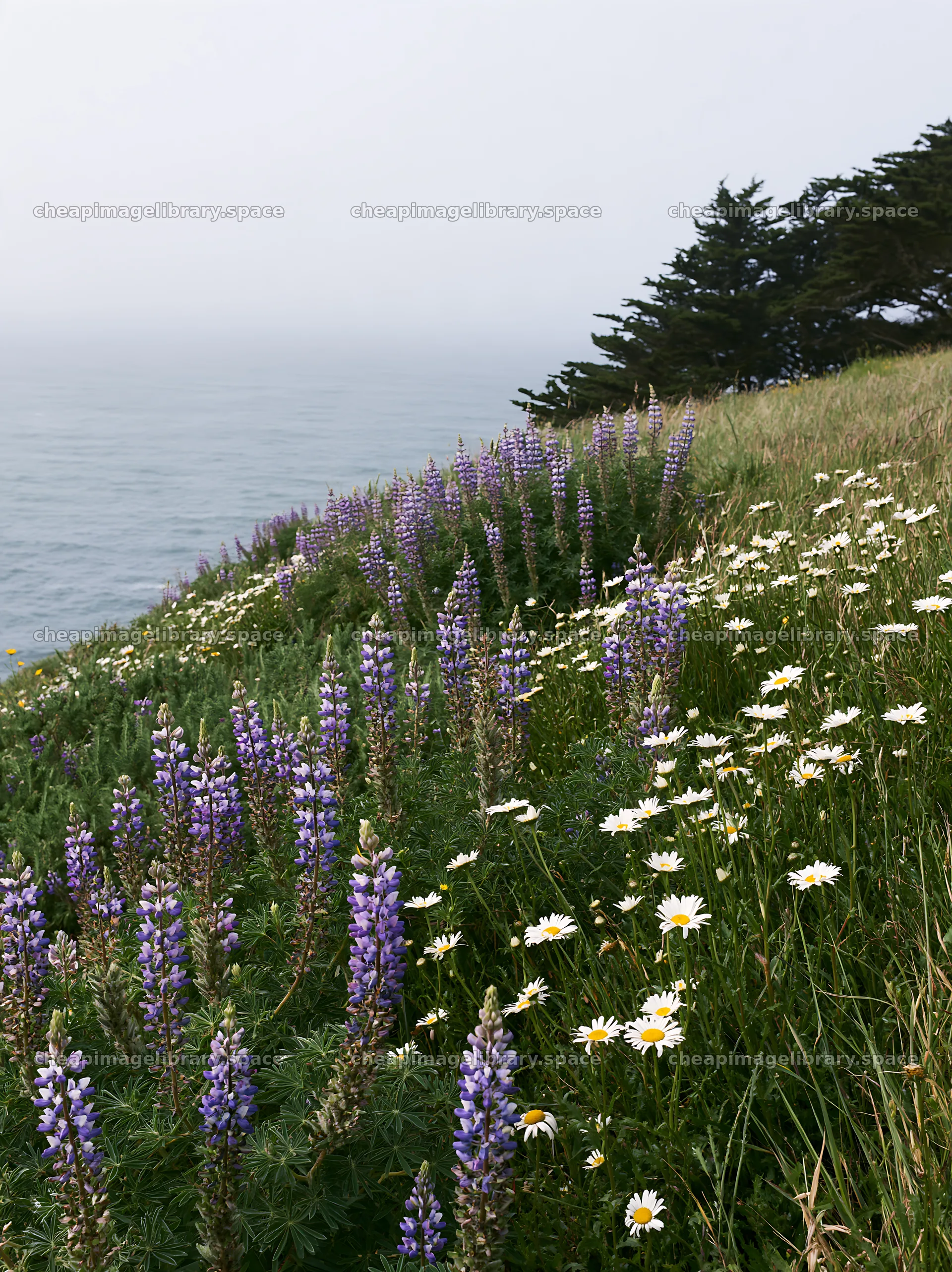 Flowers blooming in clifftop meadow by the ocean – image library 6866x9174