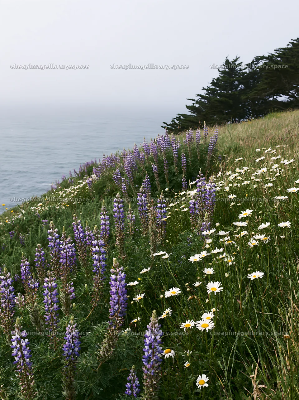 Flowers blooming in clifftop meadow by the ocean – image library 6866x9174