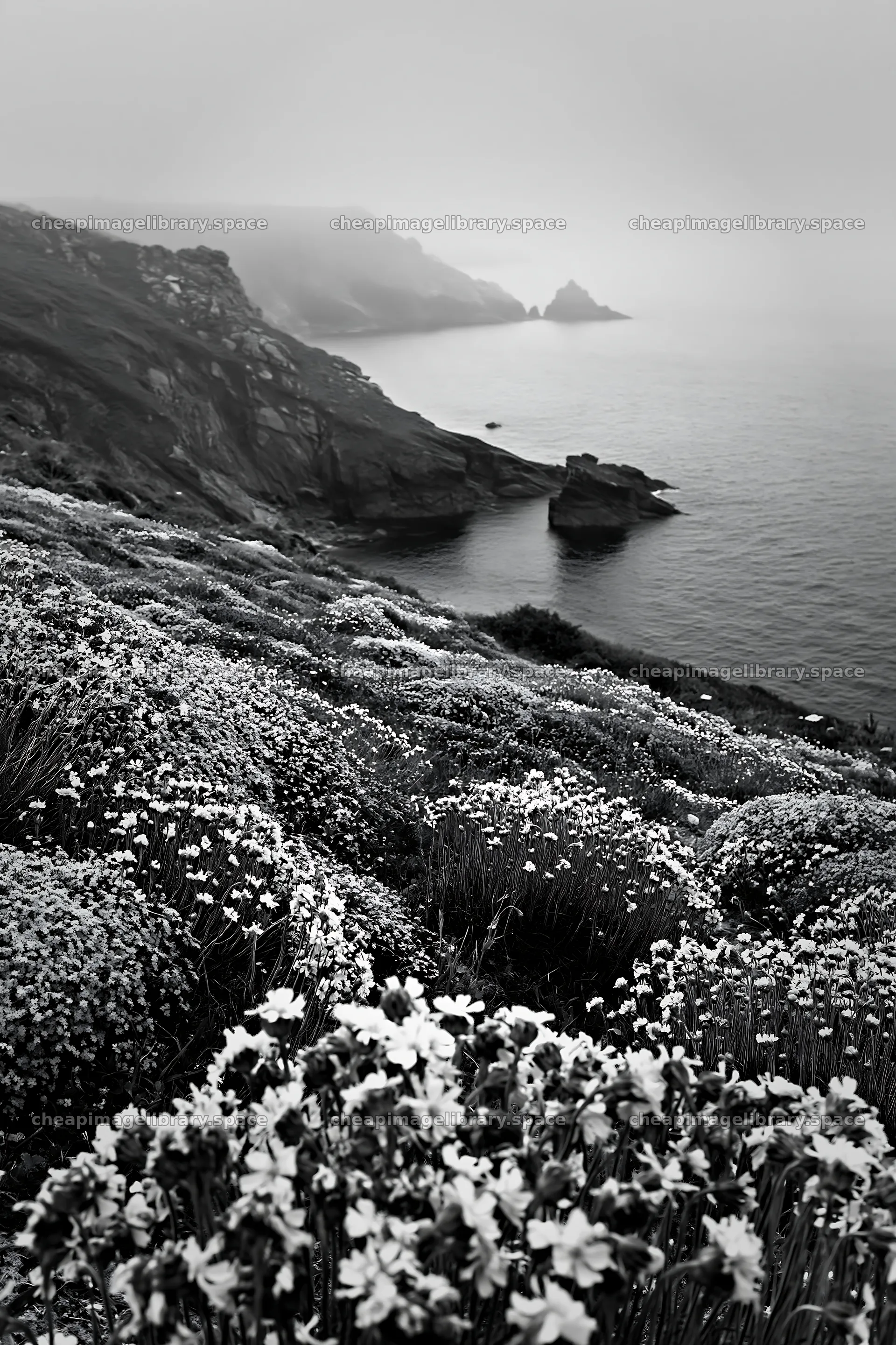 Pink campion meadow by the coast – image library 6480x9722