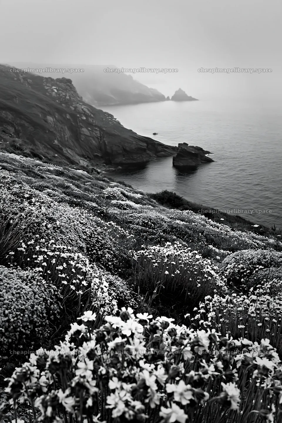 Pink campion meadow by the coast – image library 6480x9722