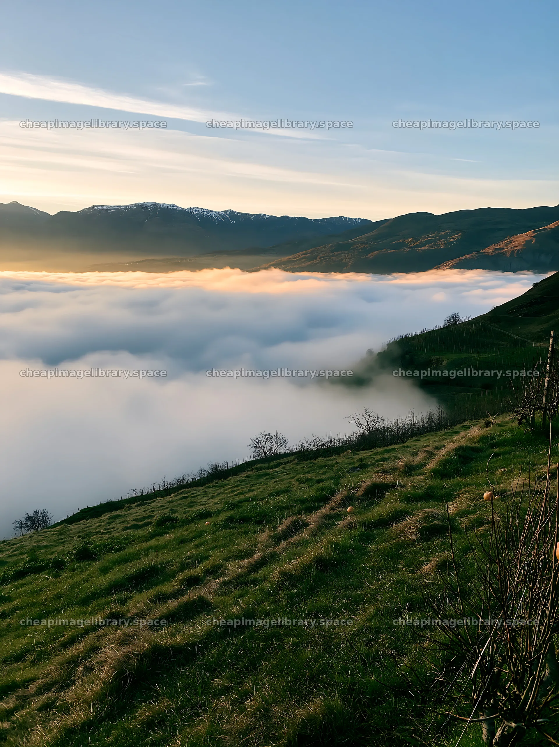 Highland apple meadow with clouds and mountains in the distance – image library 6866x9174