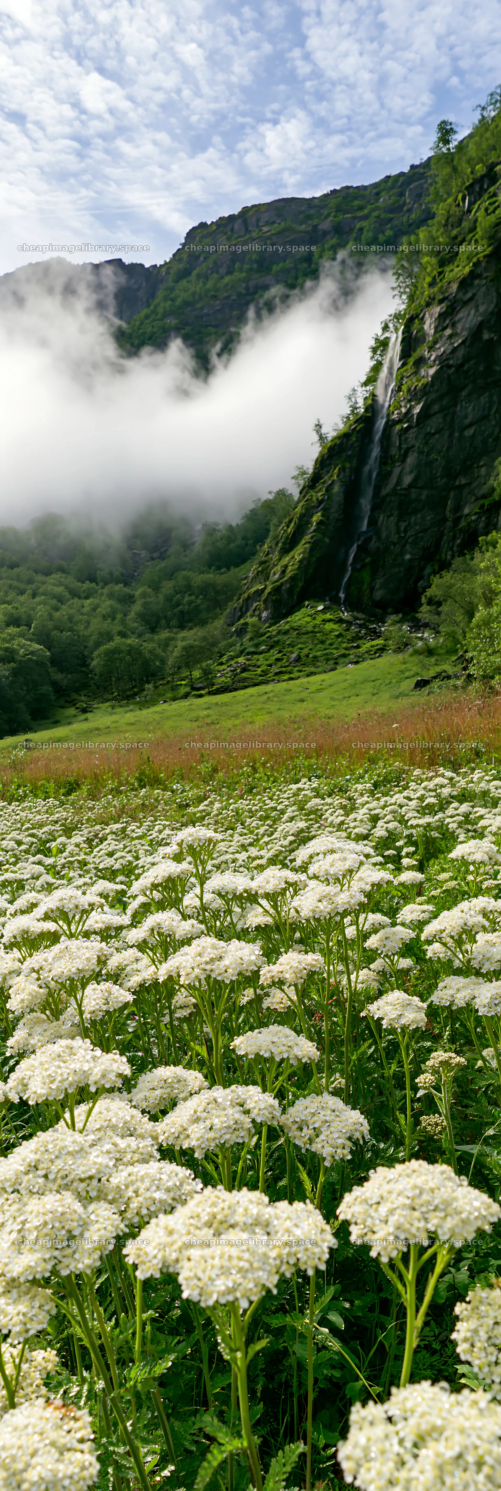 Yarrow blooms in meadow with mountains and waterfall in background – image library 4602x13690