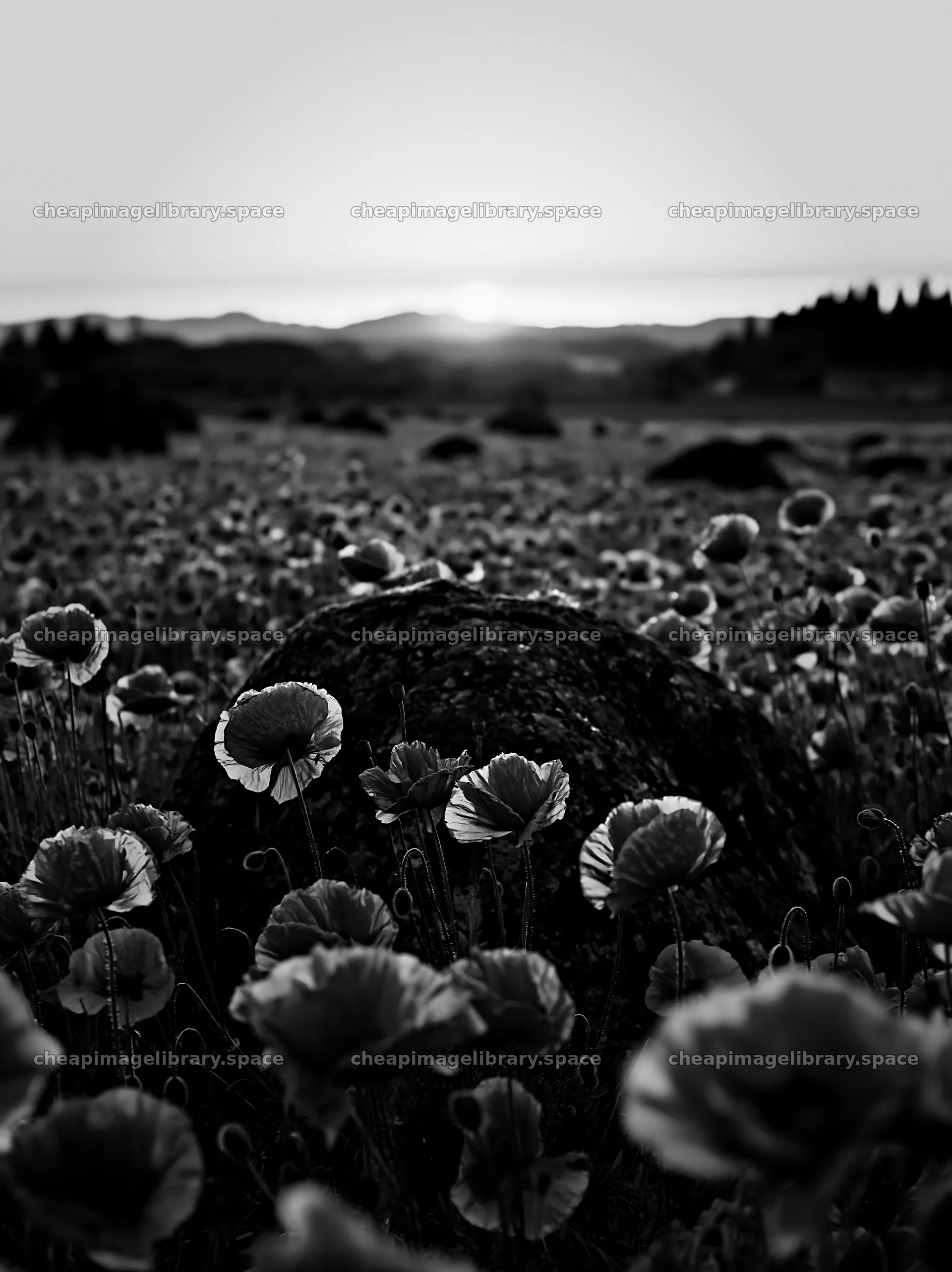 Miyagi spring recovery meadow mossy stone with poppy flowers – image library 6866x9174