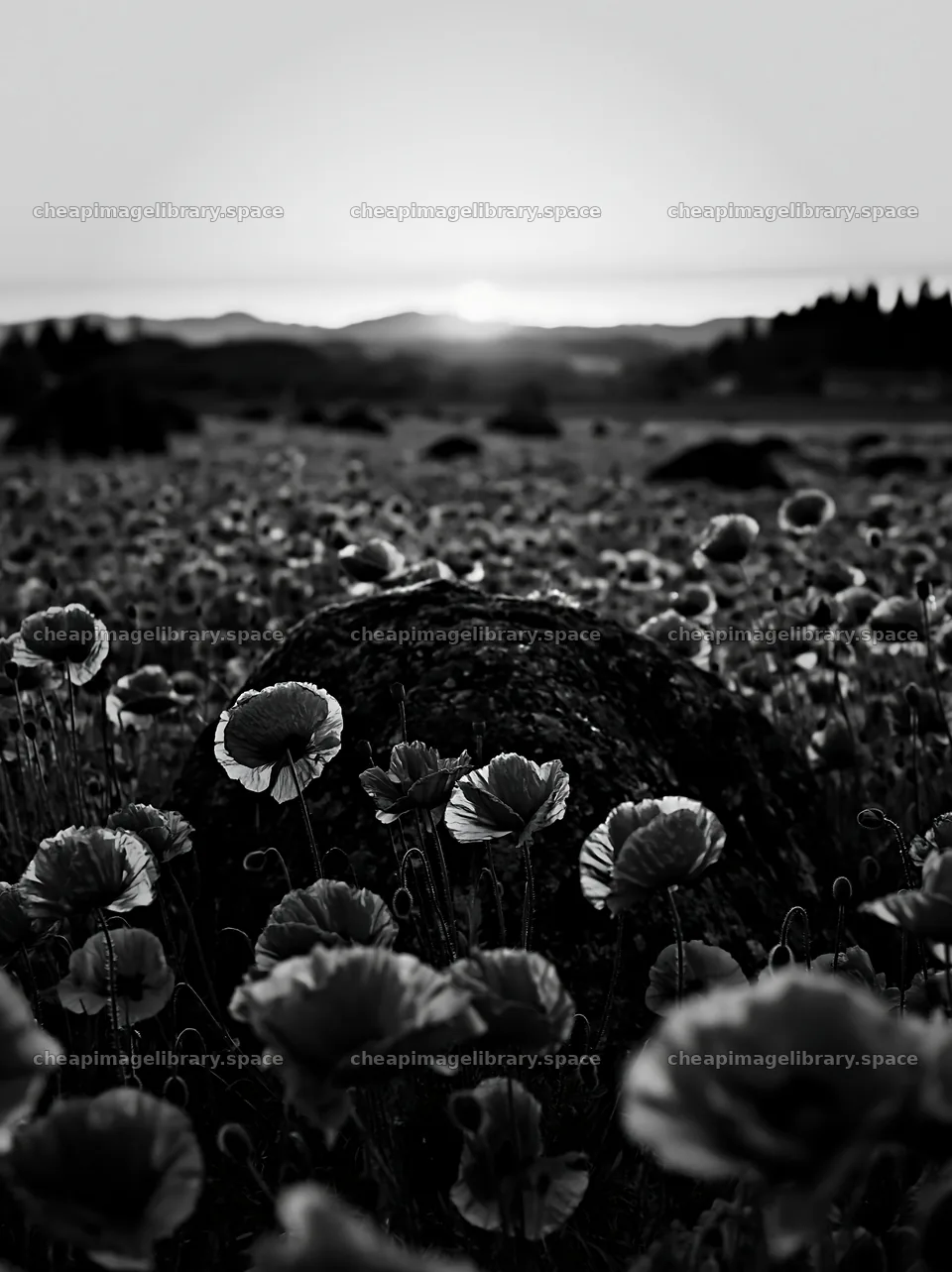 Miyagi spring recovery meadow mossy stone with poppy flowers – image library 6866x9174