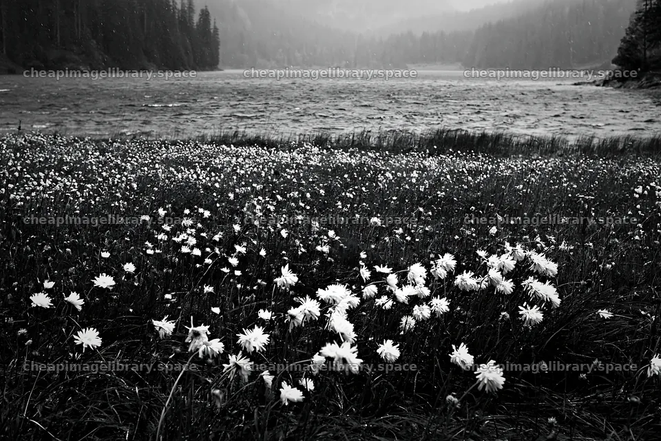 Snowy lakeside meadow with flowers by the water – image library 9722x6480