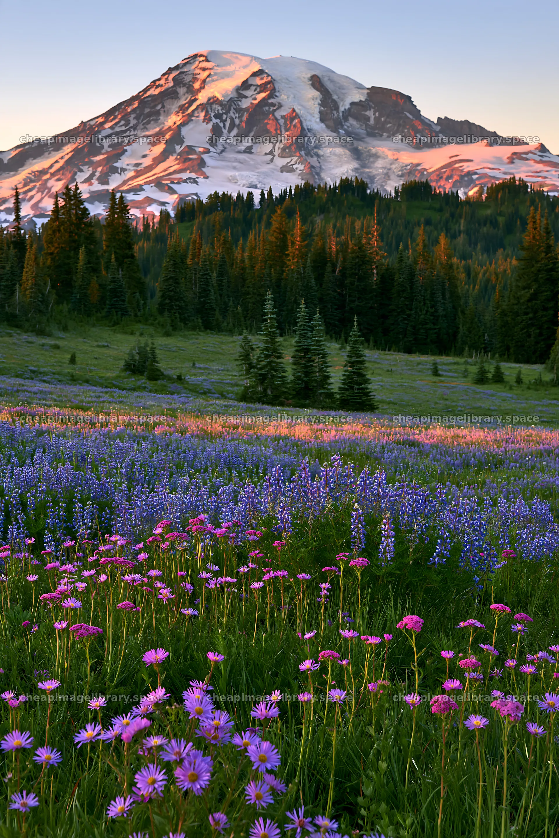 Mount Rainier wildflower meadow sunrise – image library 6480x9722