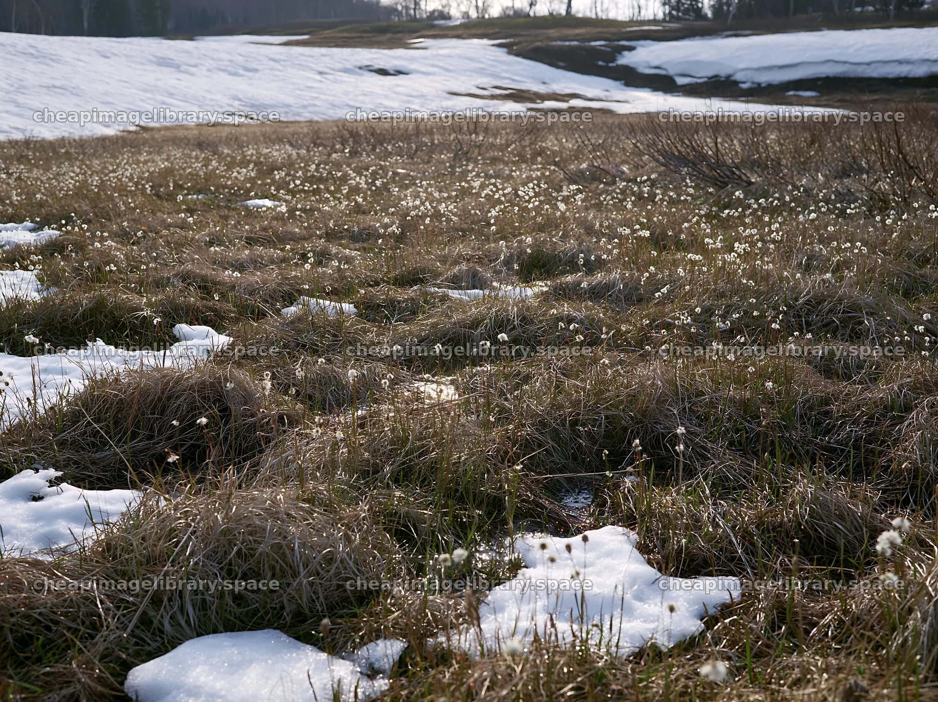 Akita snowmelt meadow with silver grasses spreading across the field – image library 9174x6866