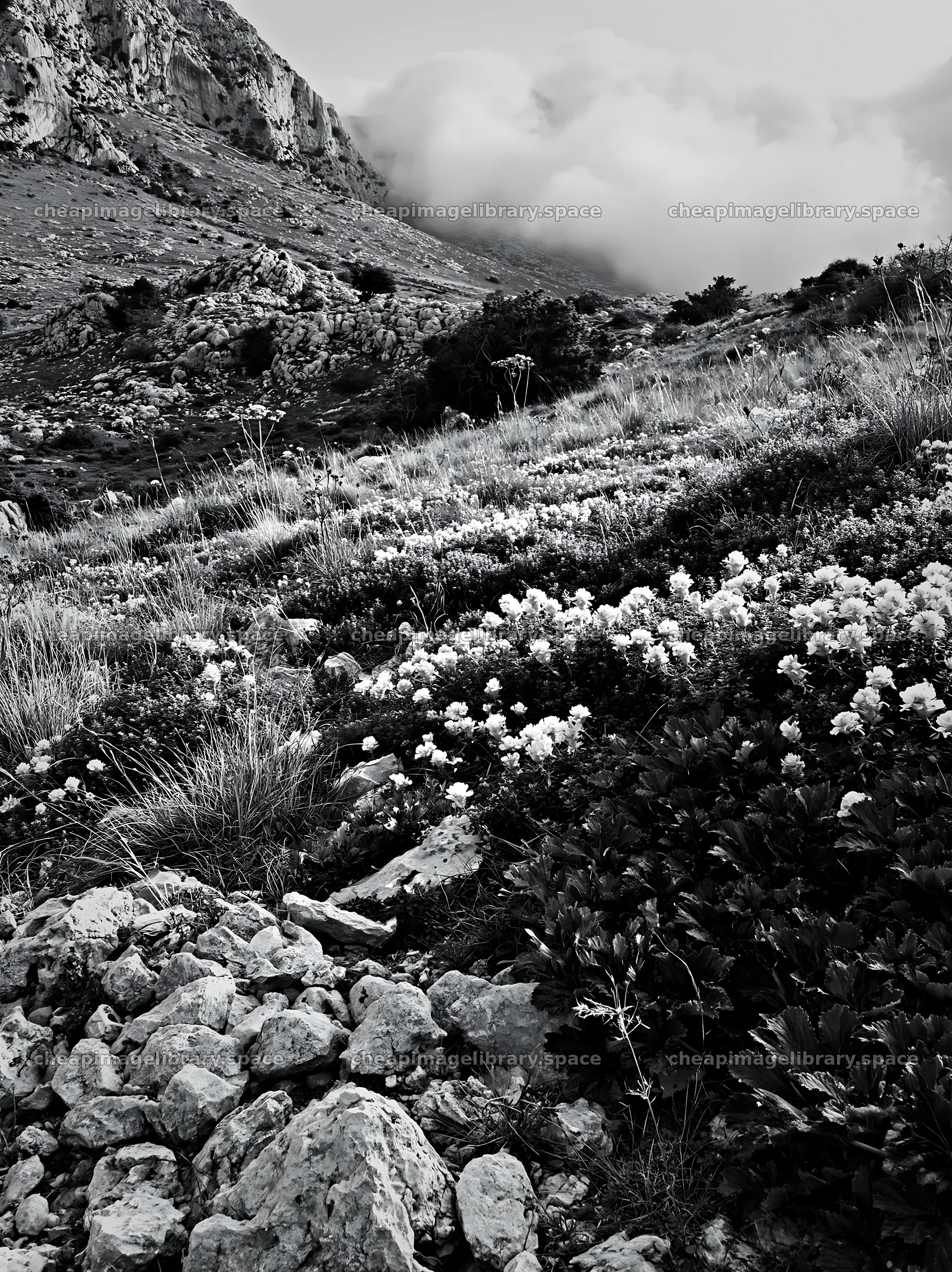 Cloudy rockrose meadow on a limestone slope – image library 6866x9174