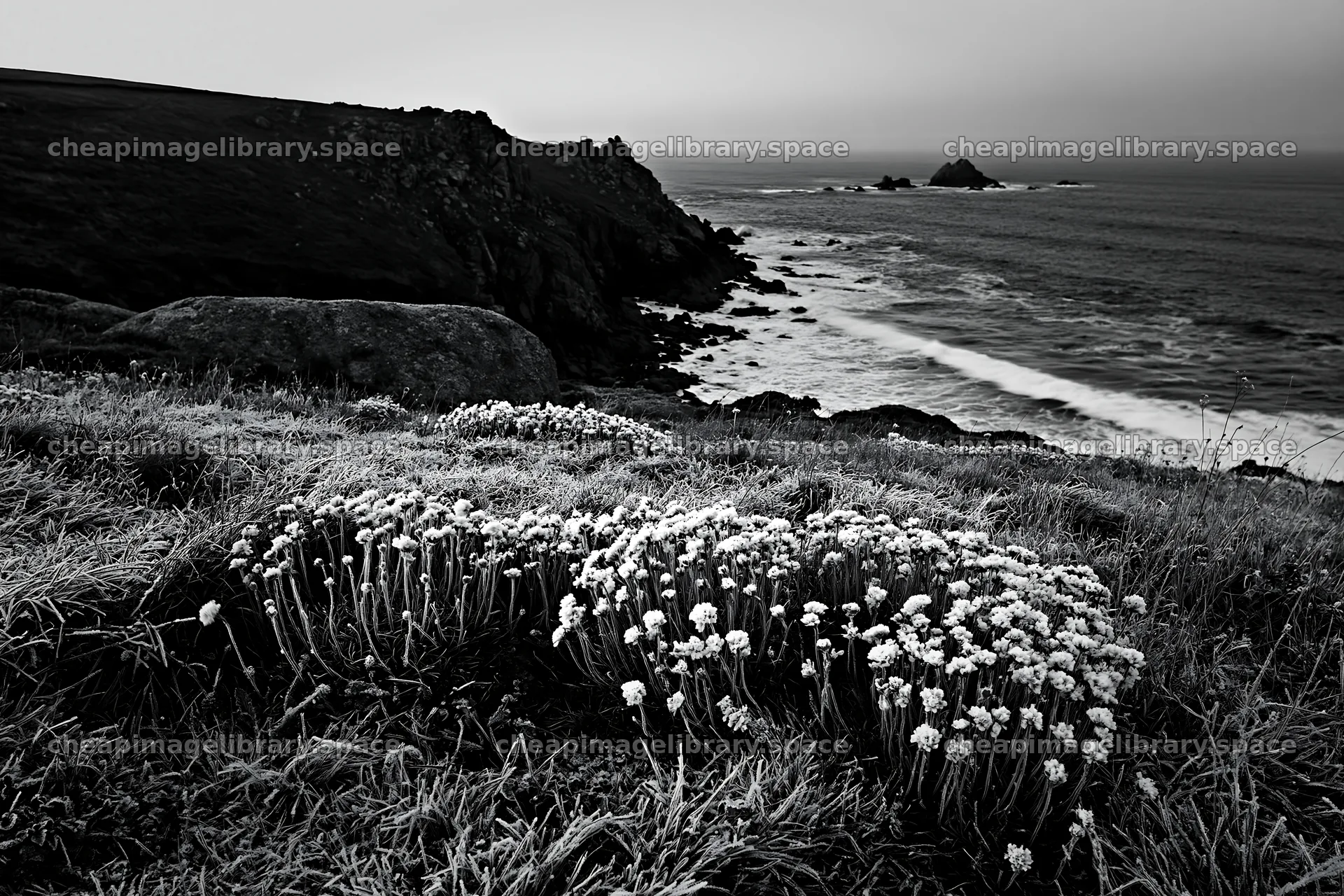 Frost-touched meadow near the ocean in black and white – image library 9722x6480