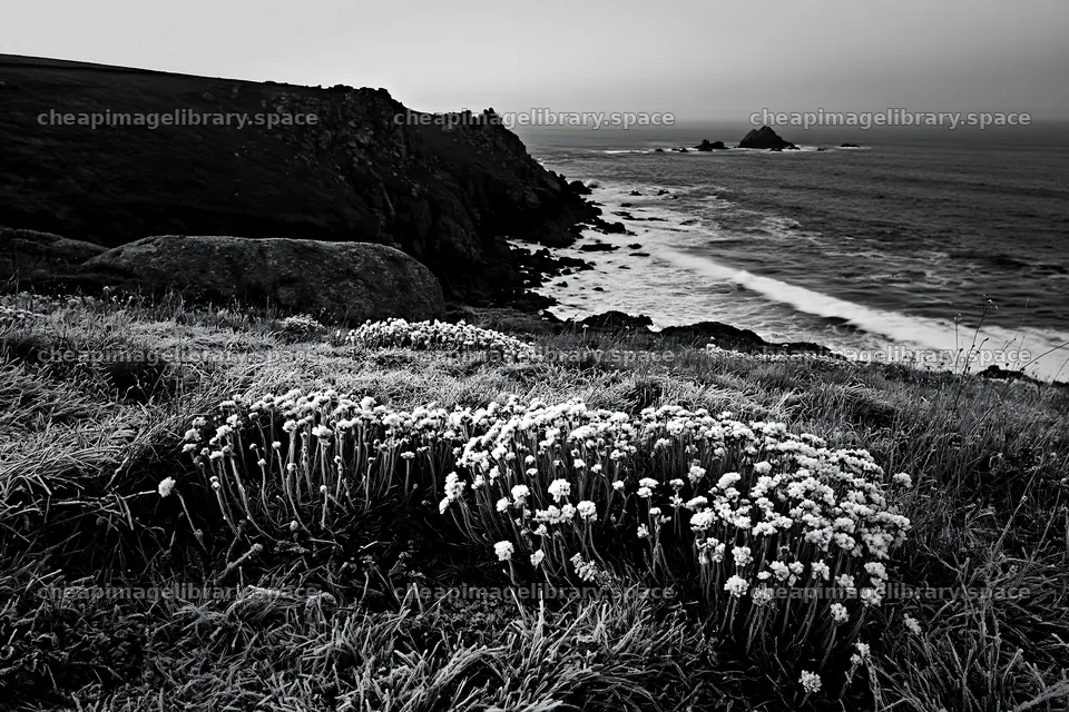 Frost-touched meadow near the ocean in black and white – image library 9722x6480