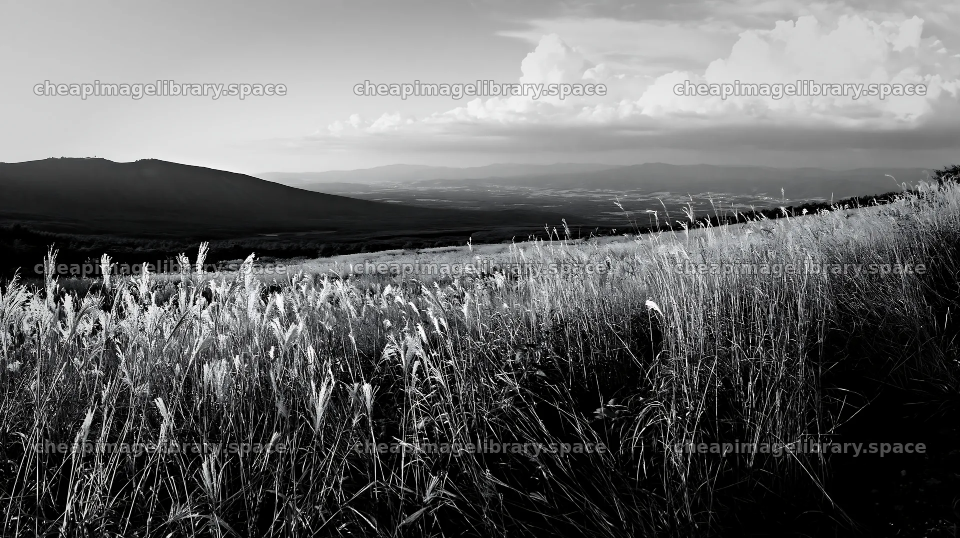 Iwate rain refreshed meadow seedhead foreground – image library 10608x5938
