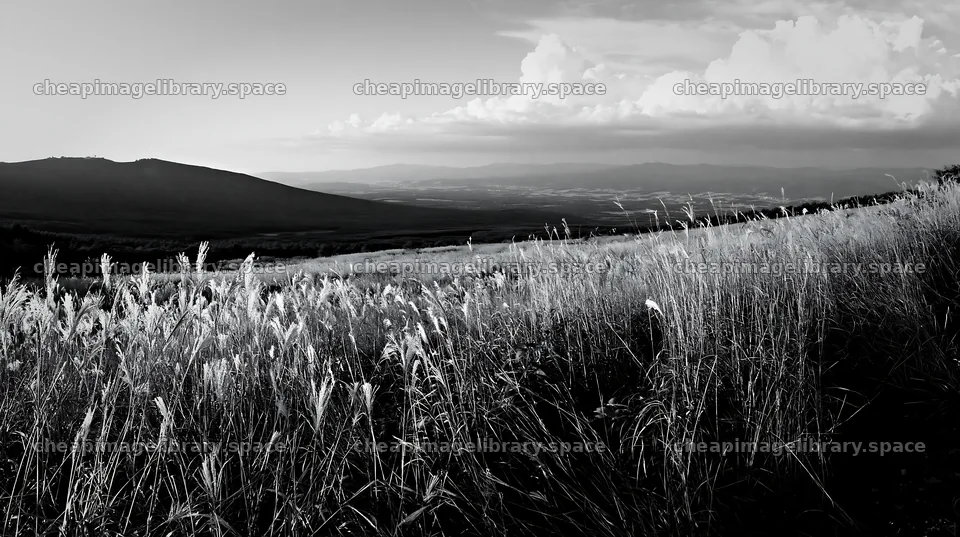 Iwate rain refreshed meadow seedhead foreground – image library 10608x5938