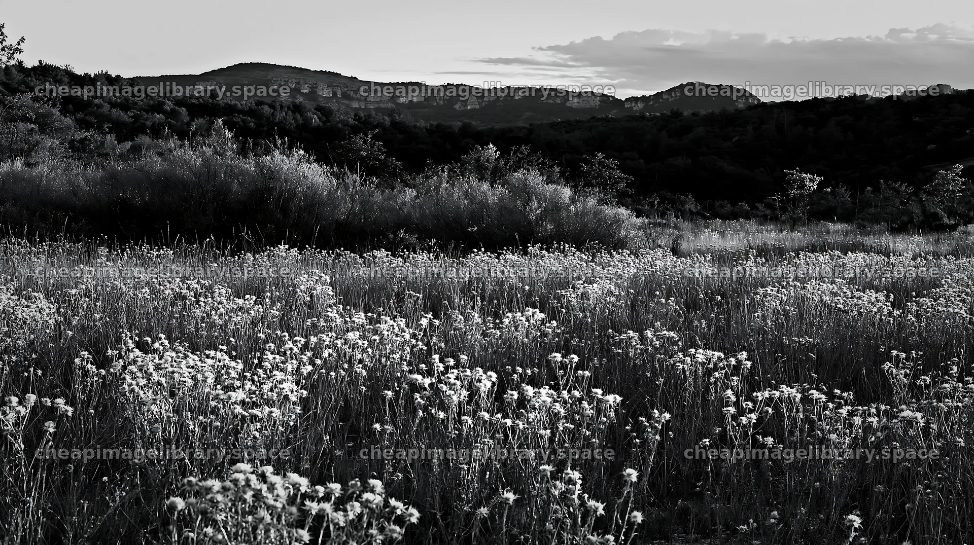Meadow with seedheads under evening sky and distant mountains – image library 10608x5938