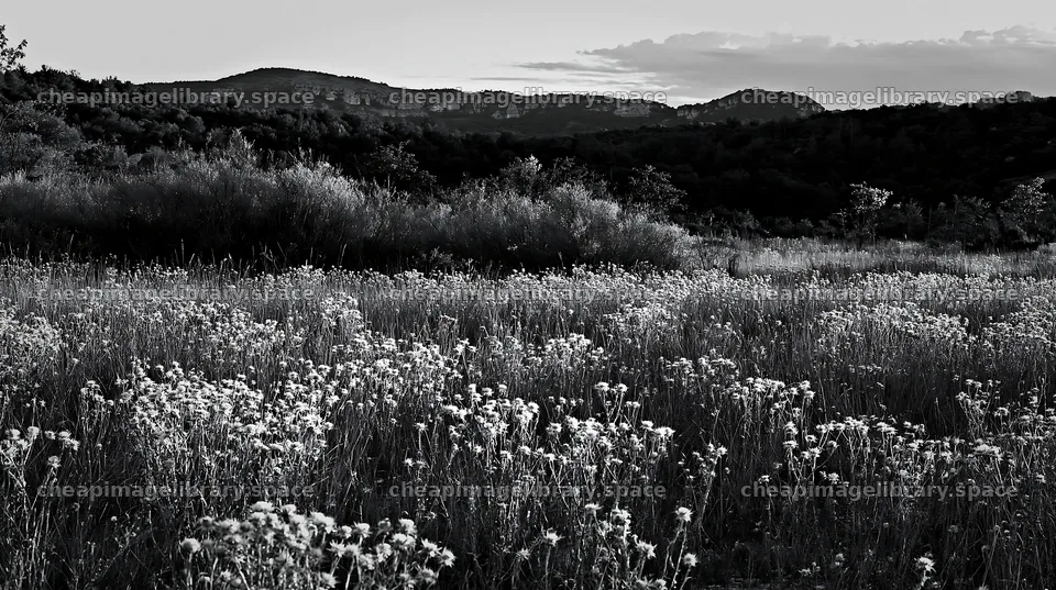 Meadow with seedheads under evening sky and distant mountains – image library 10608x5938