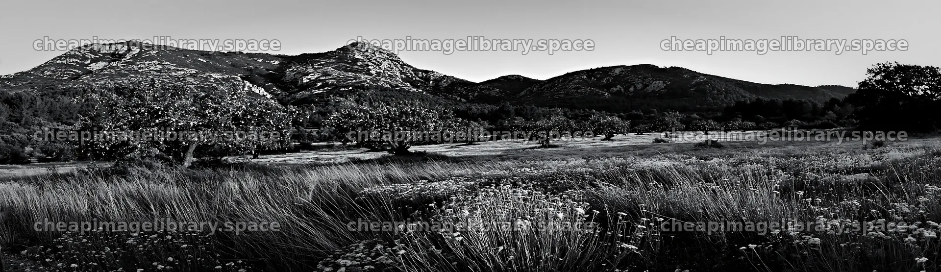 Apple tree meadow with mountains in a Christmas setting – image library 14762x4268