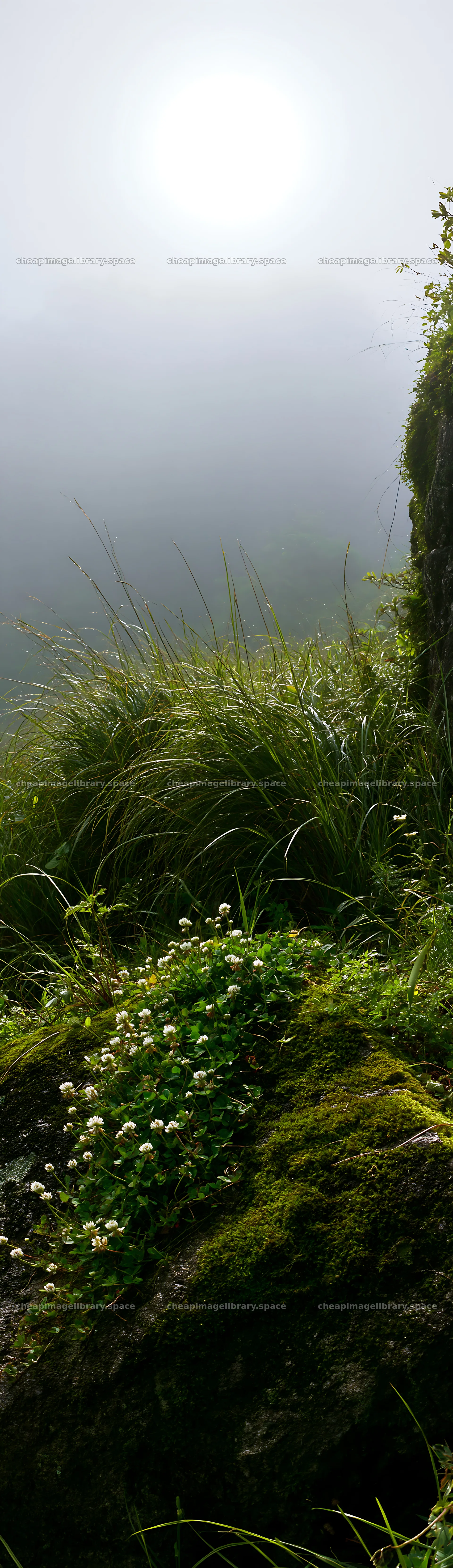 Misty meadow with moss covered stone in Shimane – image library 4268x14762
