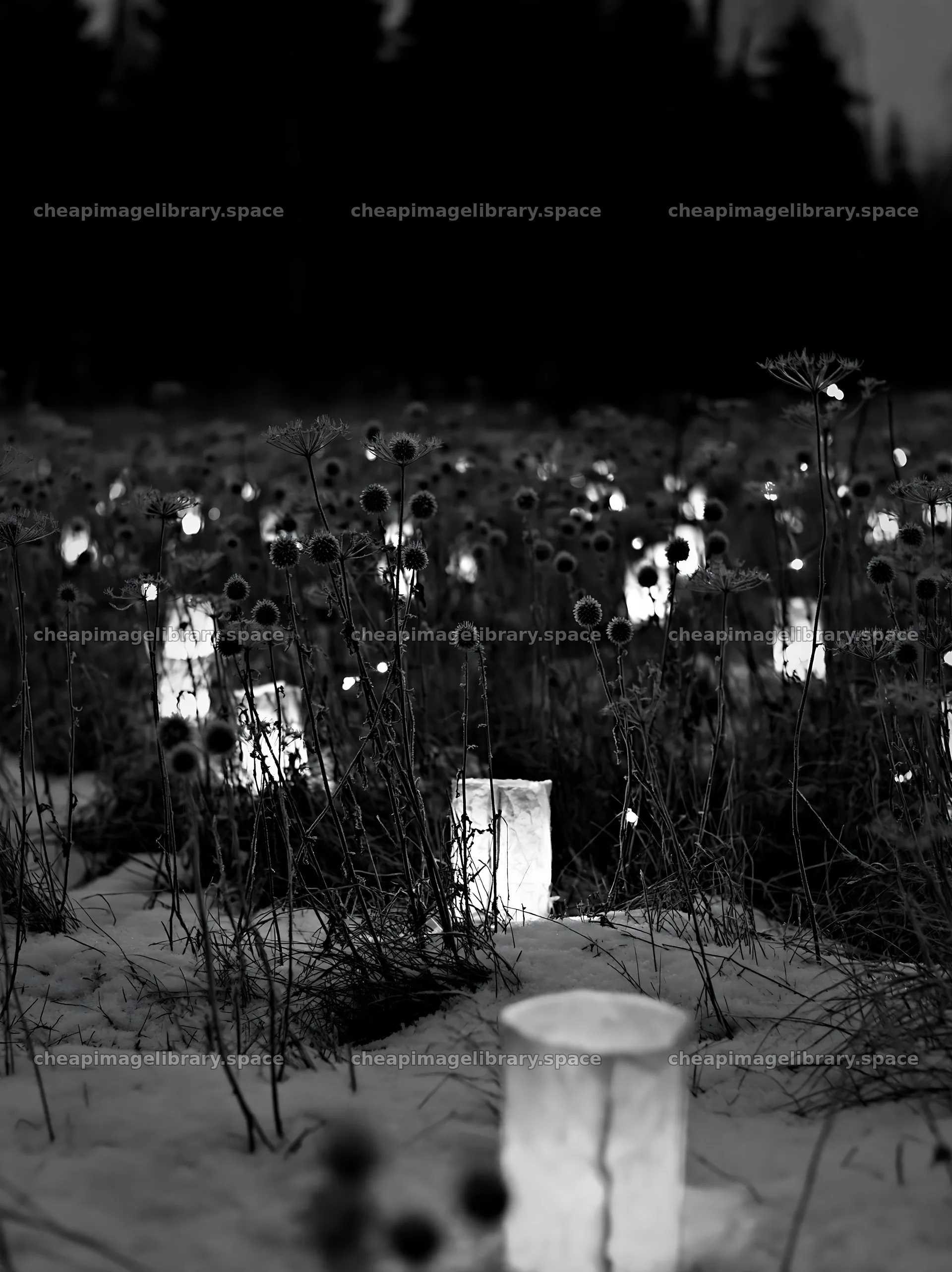 Vast Christmas meadow with frost seedheads and lanterns – image library 6866x9174