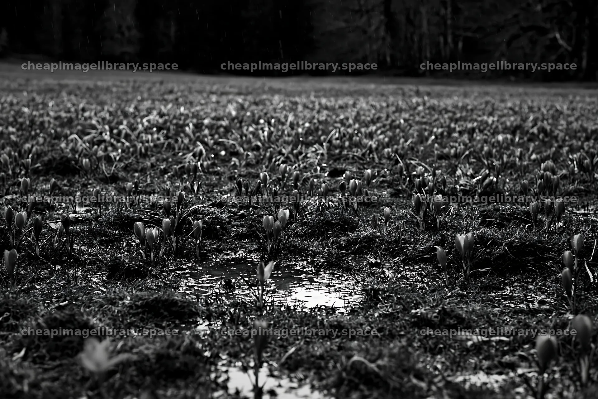 Meadow with crocuses and puddles in black and white – image library 9722x6480