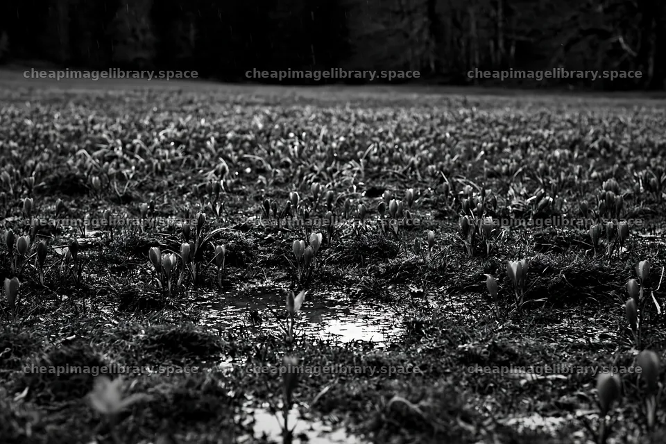 Meadow with crocuses and puddles in black and white – image library 9722x6480