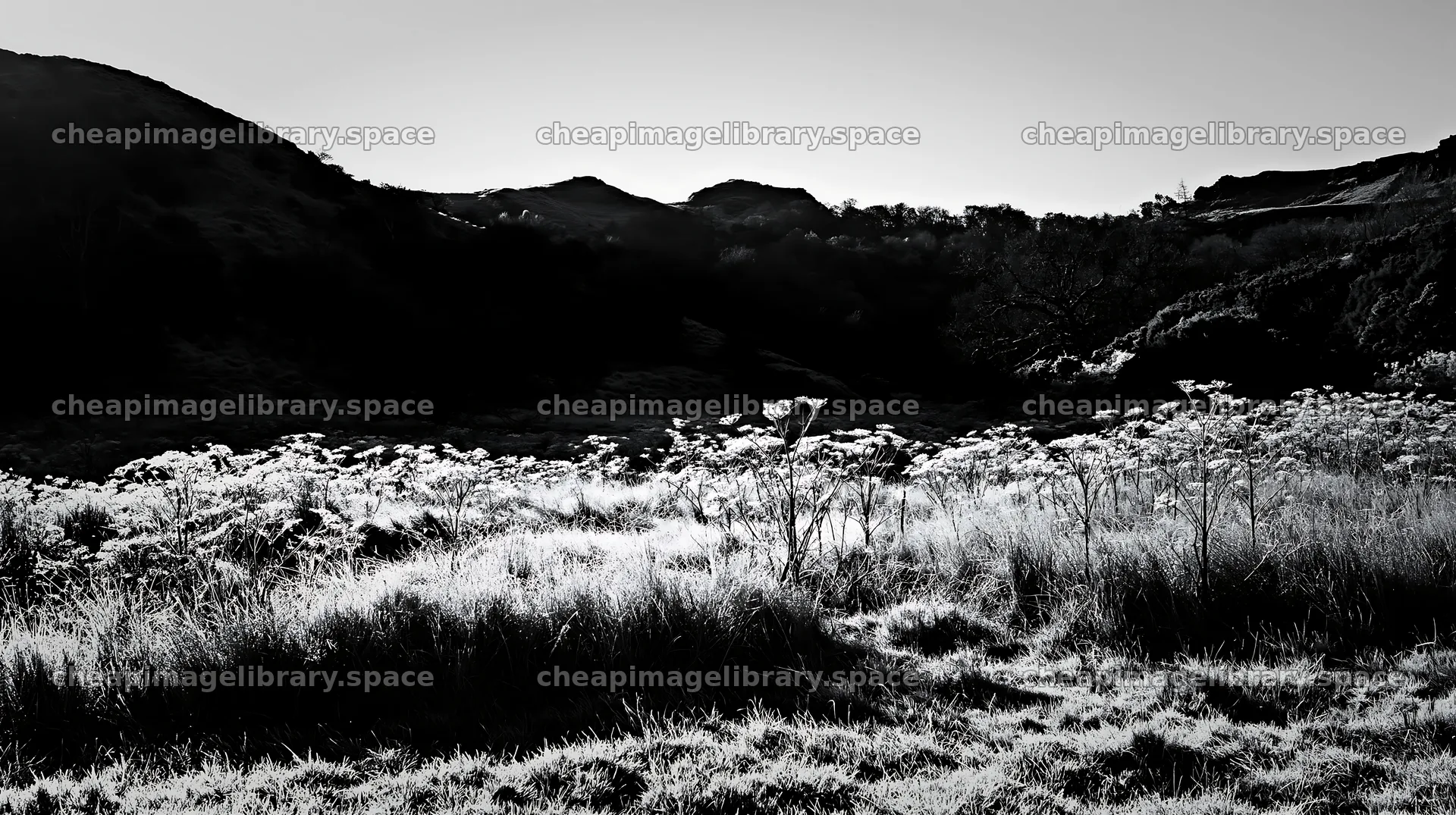 Cow parsley meadow under morning light – image library 10608x5938