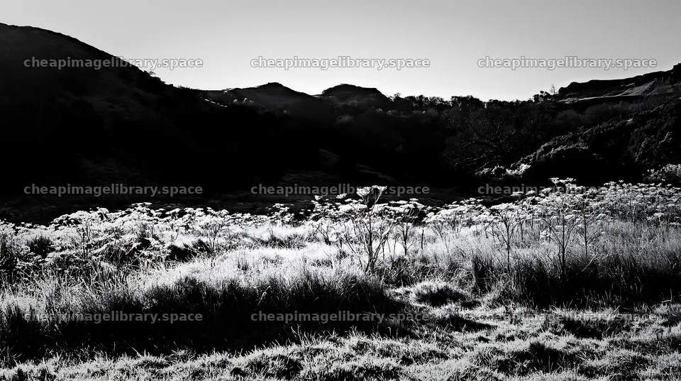 Cow parsley meadow under morning light – image library 10608x5938