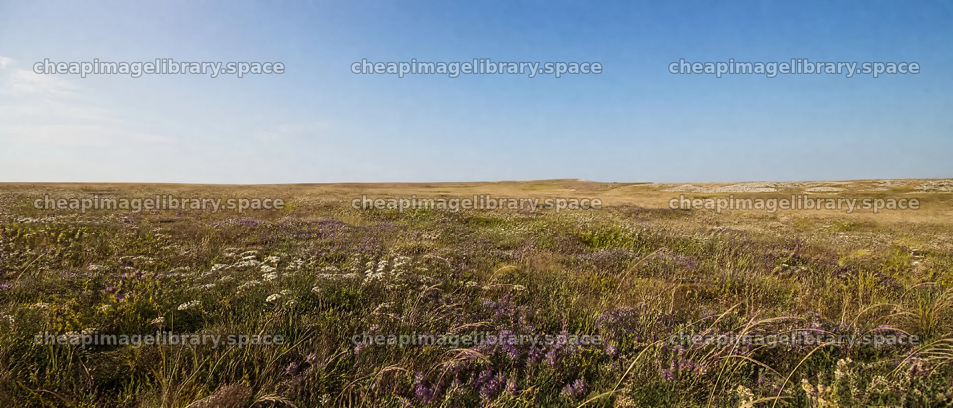 Sunny meadow with open space and dry grass – image library 12124x5196