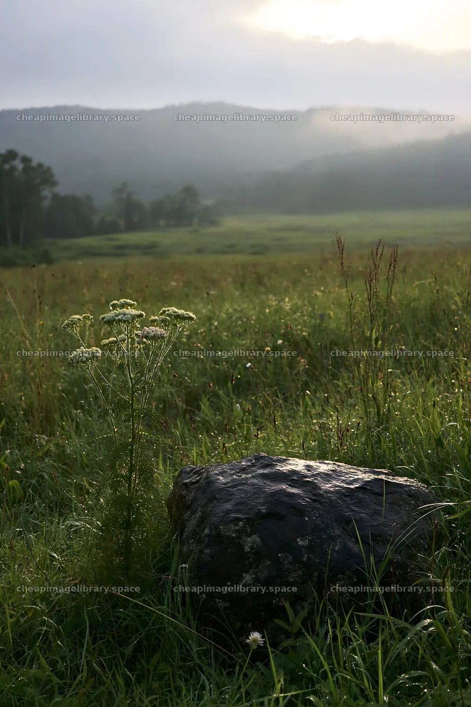 Aomori climate resilient meadow with boulder under cloudy sky – image library 6480x9722