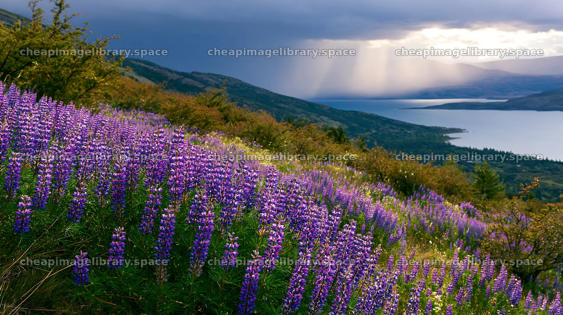 Colorful lupine meadow near a lake at sunset – image library 10608x5938
