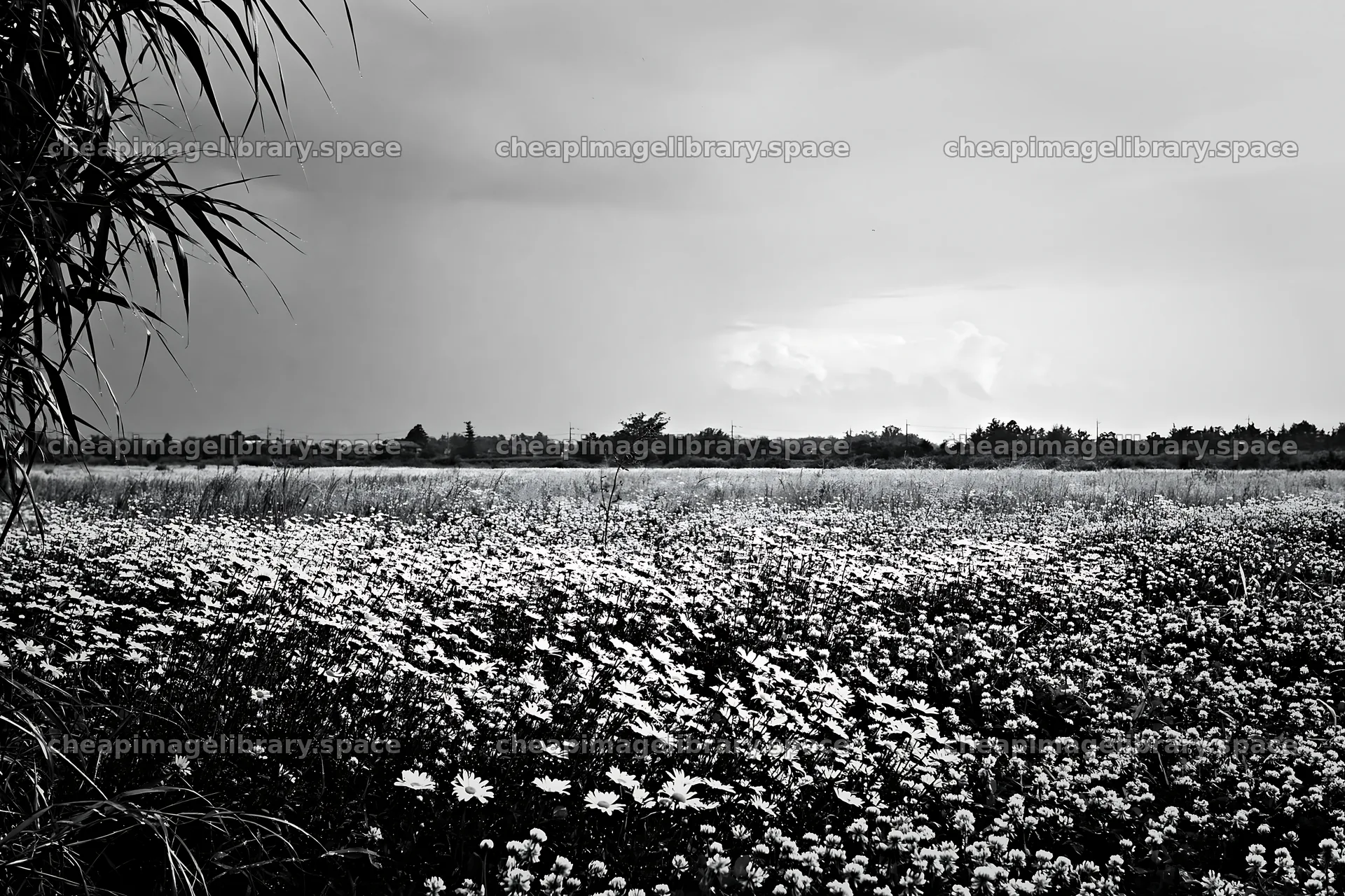 Saga floodplain meadow with reed foreground and flowers – image library 9722x6480